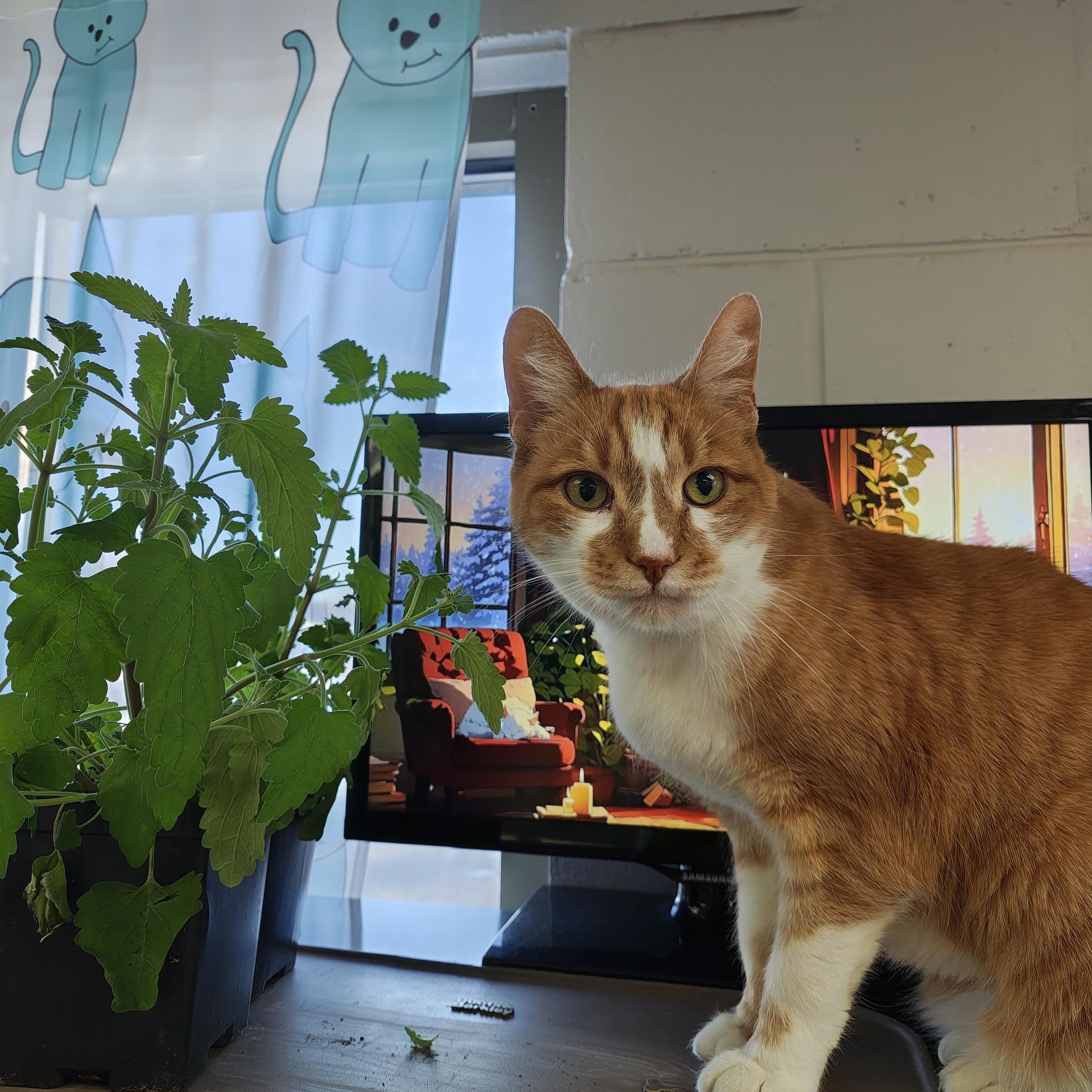 Enlarge Gabe (Front Declawed & Urinary Diet), a Adoptable Domestic Short Hair in Oconto, WI image 1/4