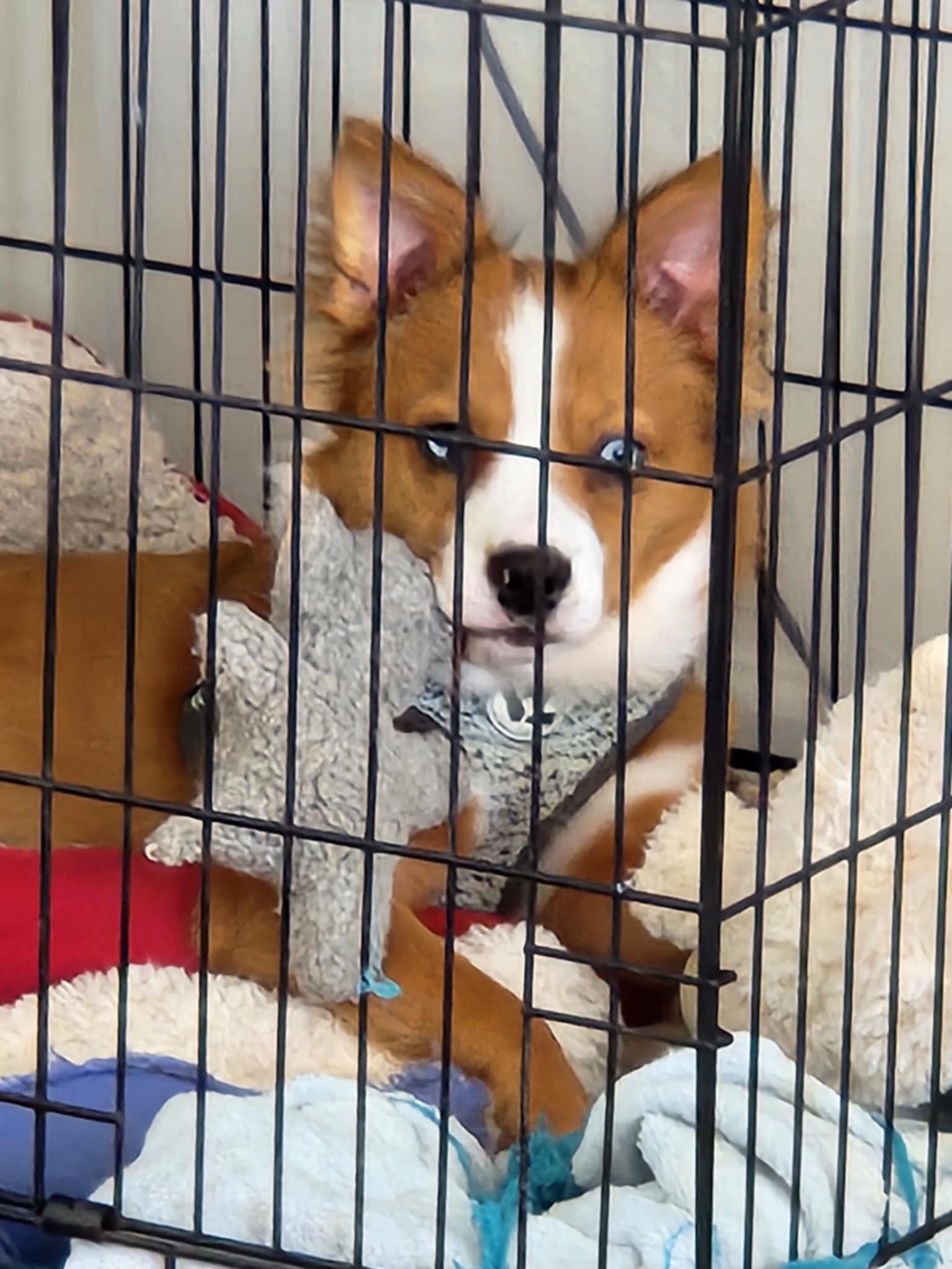 Lainey, Adopted, Young Female Pomeranian & Chihuahua.