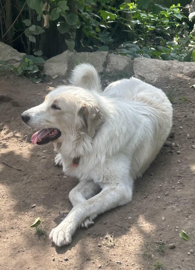 Enlarge Whalen, a Adoptable mixed breed in Norwood, ON image 1/3