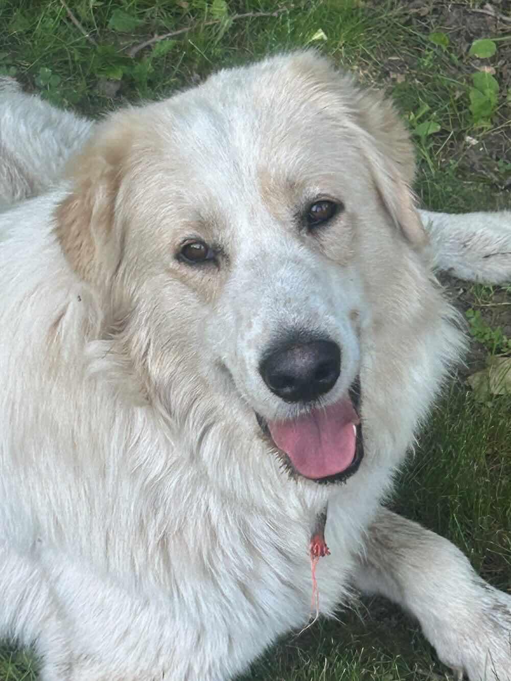 Enlarge Whalen, a Adoptable mixed breed in Norwood, ON image 2/3