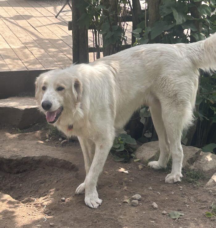 Enlarge Whalen, a Adoptable mixed breed in Norwood, ON image 3/3