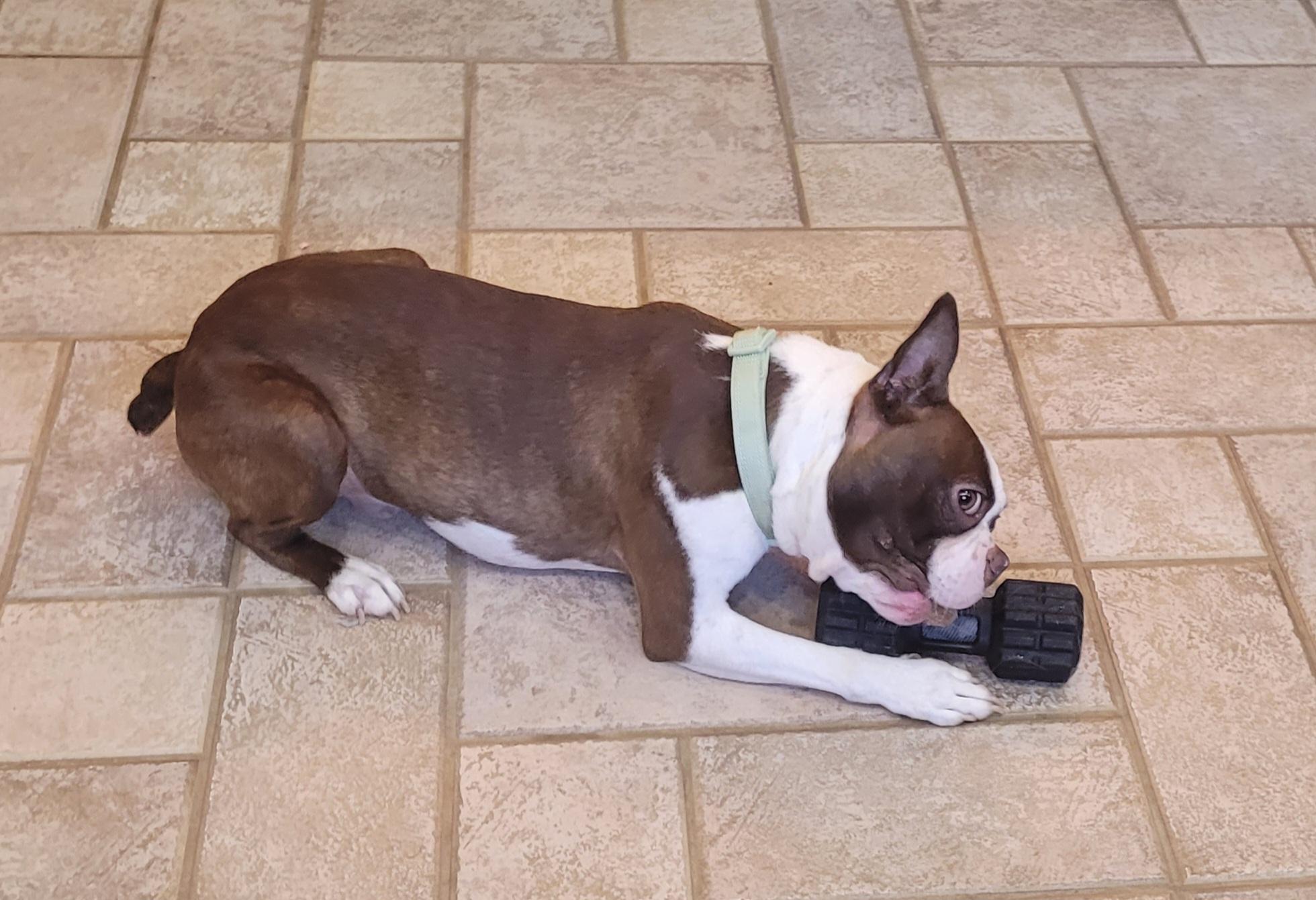 Mayday, an adopted Boston Terrier in Clarksburg, MD image 4/5
