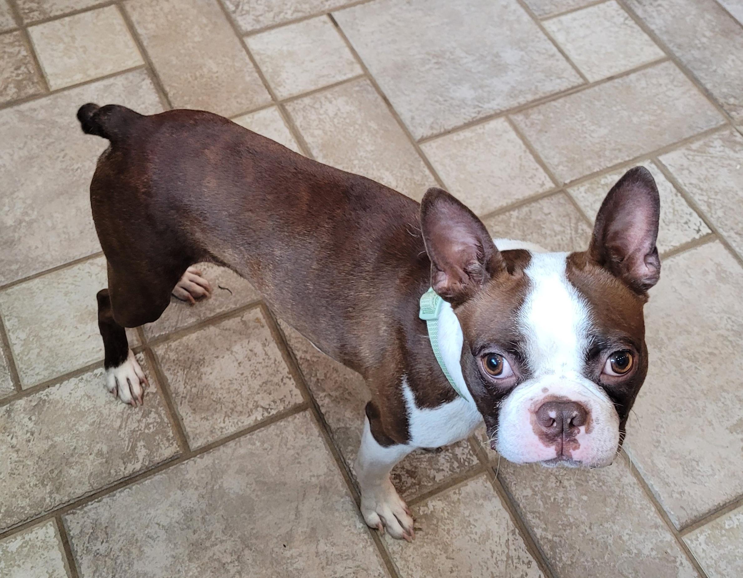 Mayday, an adopted Boston Terrier in Clarksburg, MD image 5/5