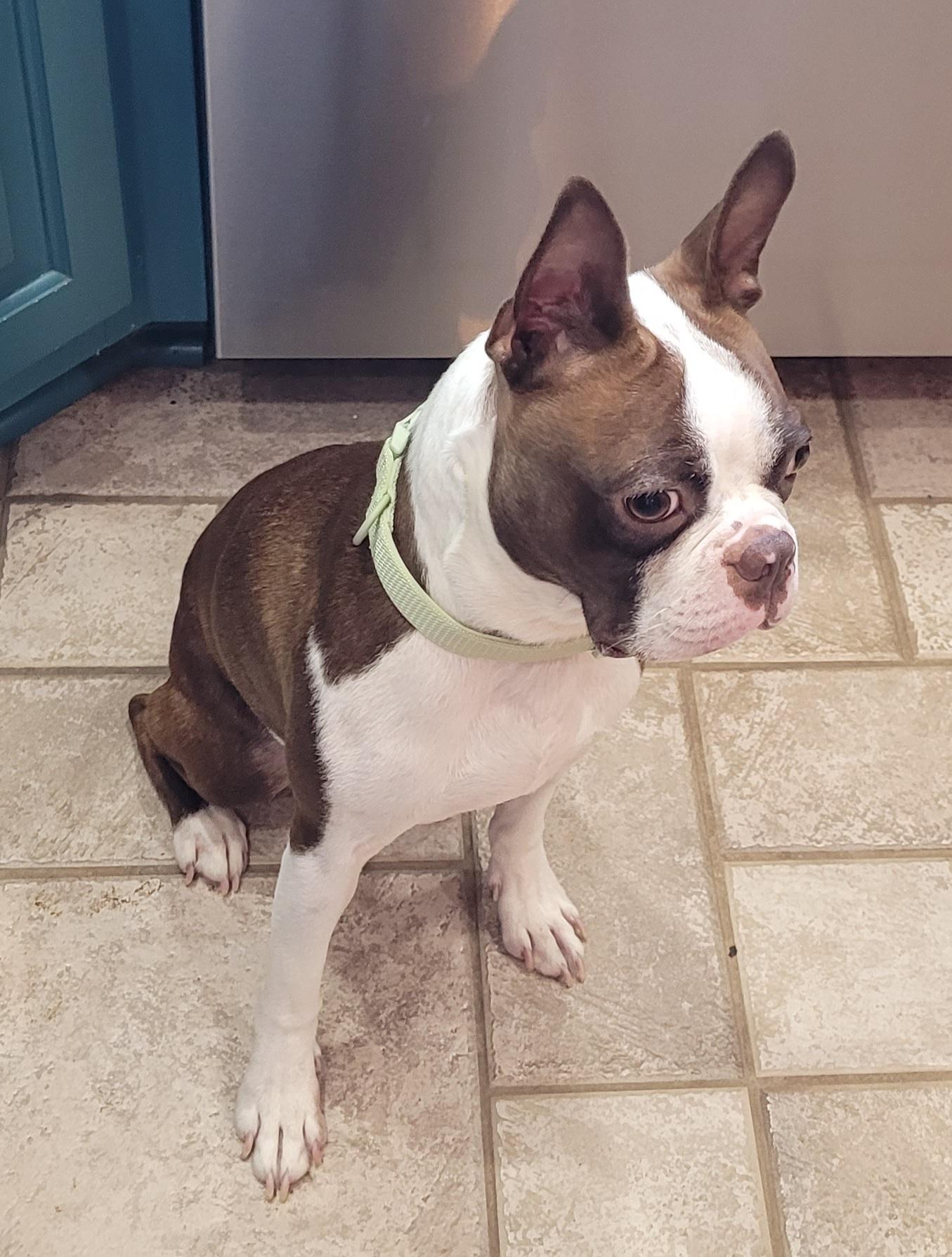 Mayday, an adopted Boston Terrier in Clarksburg, MD image 3/5