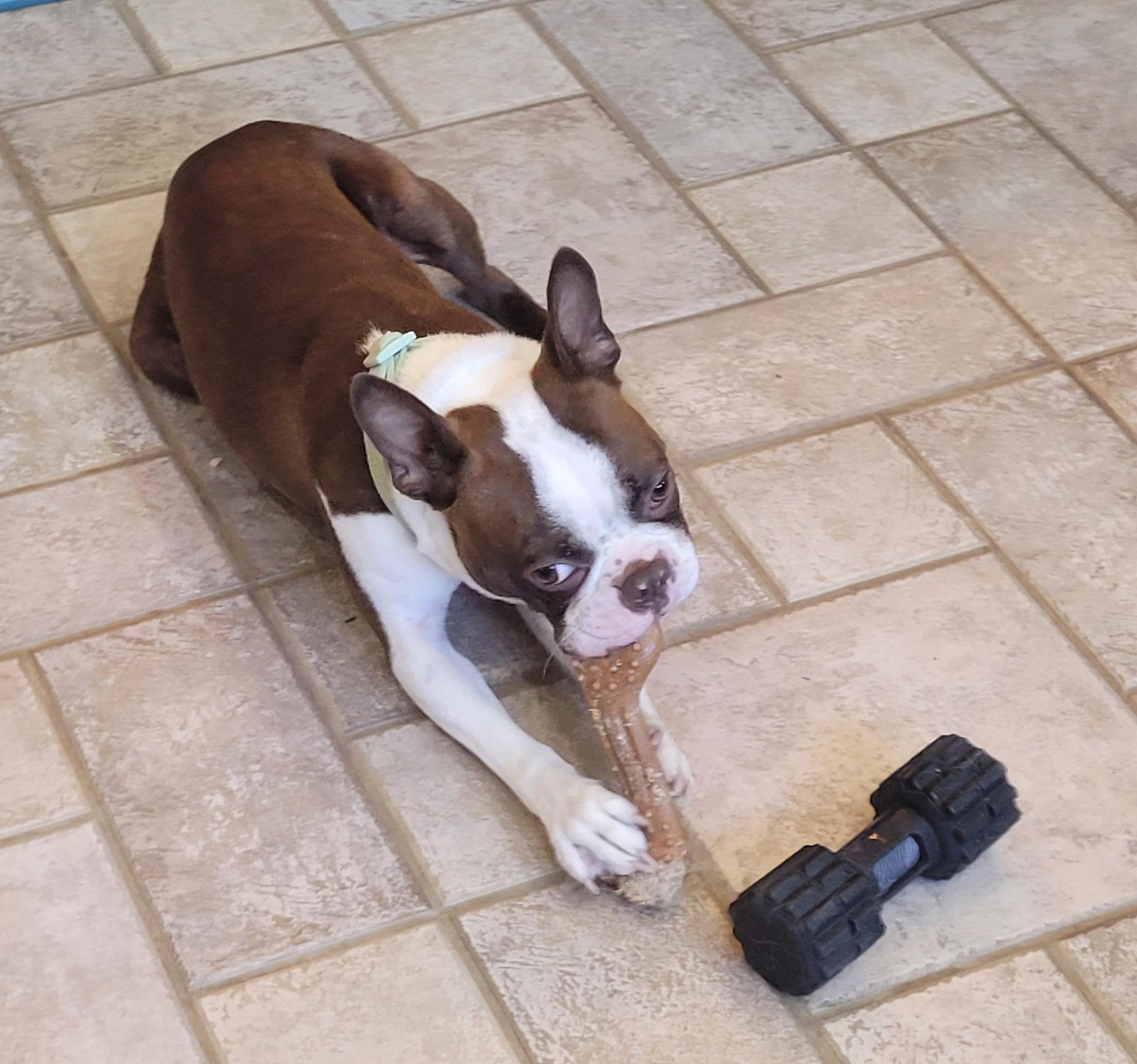 Mayday, an adopted Boston Terrier in Clarksburg, MD image 2/5