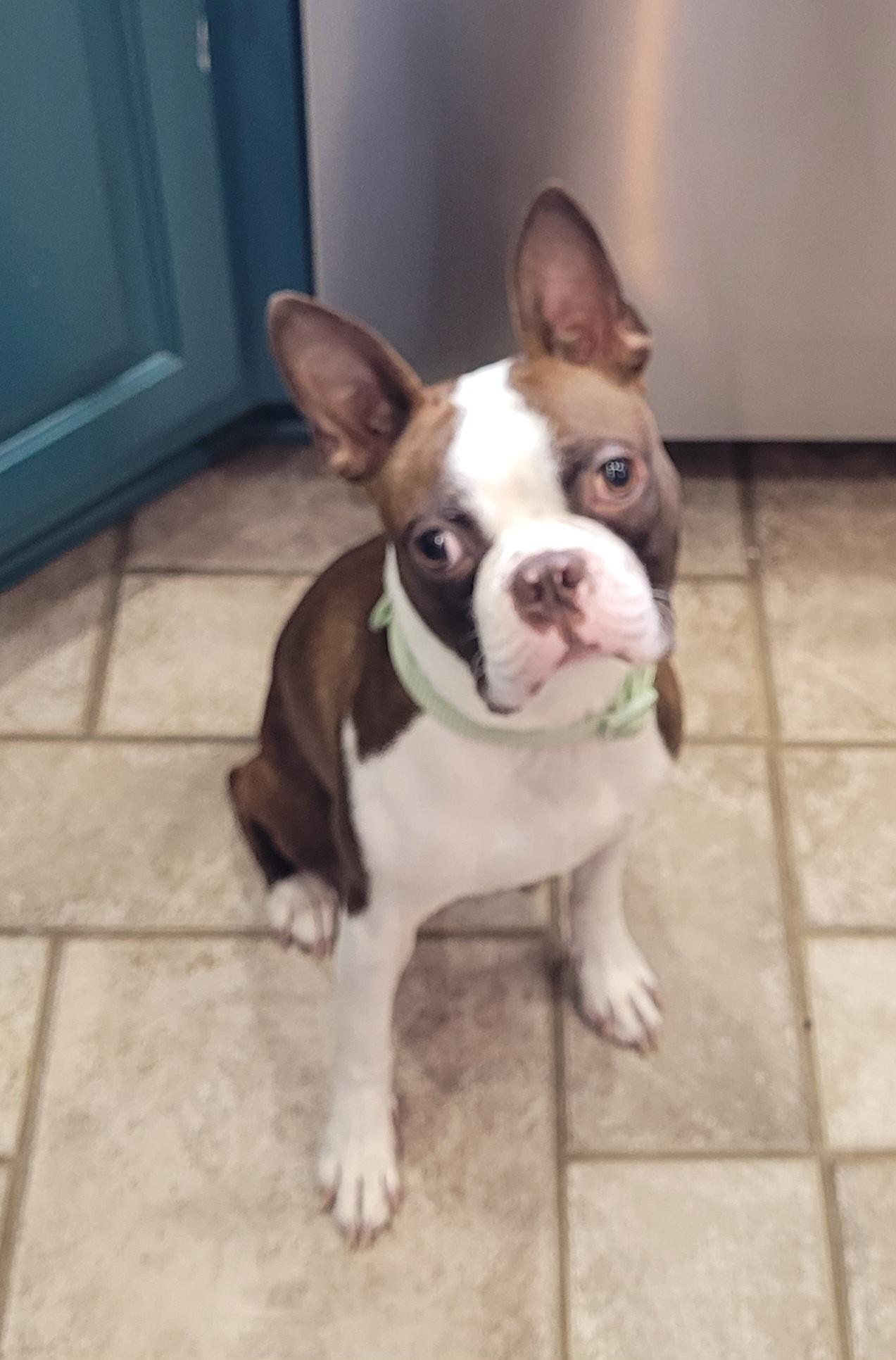 Mayday, adopted, Young Male Boston Terrier.