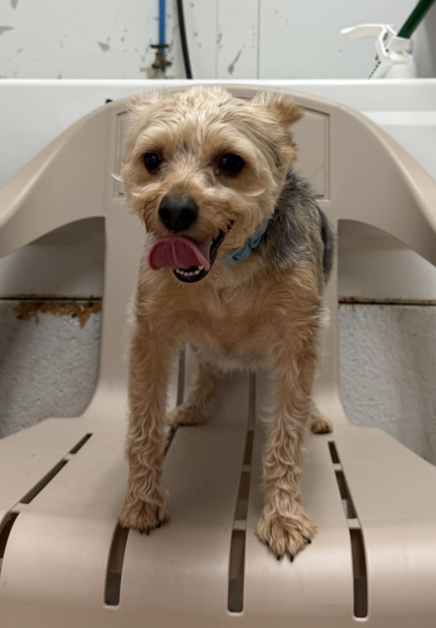 Enlarge Rhett (bonded with Scarlett), an adopted Yorkshire Terrier in Talbott, TN image 2/3