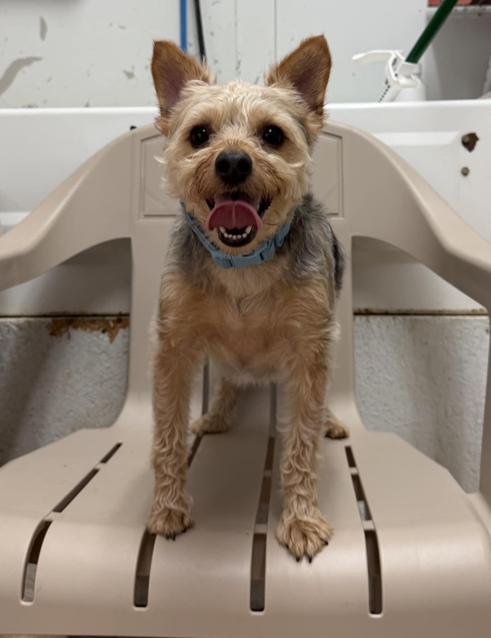 Rhett (bonded with Scarlett), adopted, Adult Male Yorkshire Terrier.