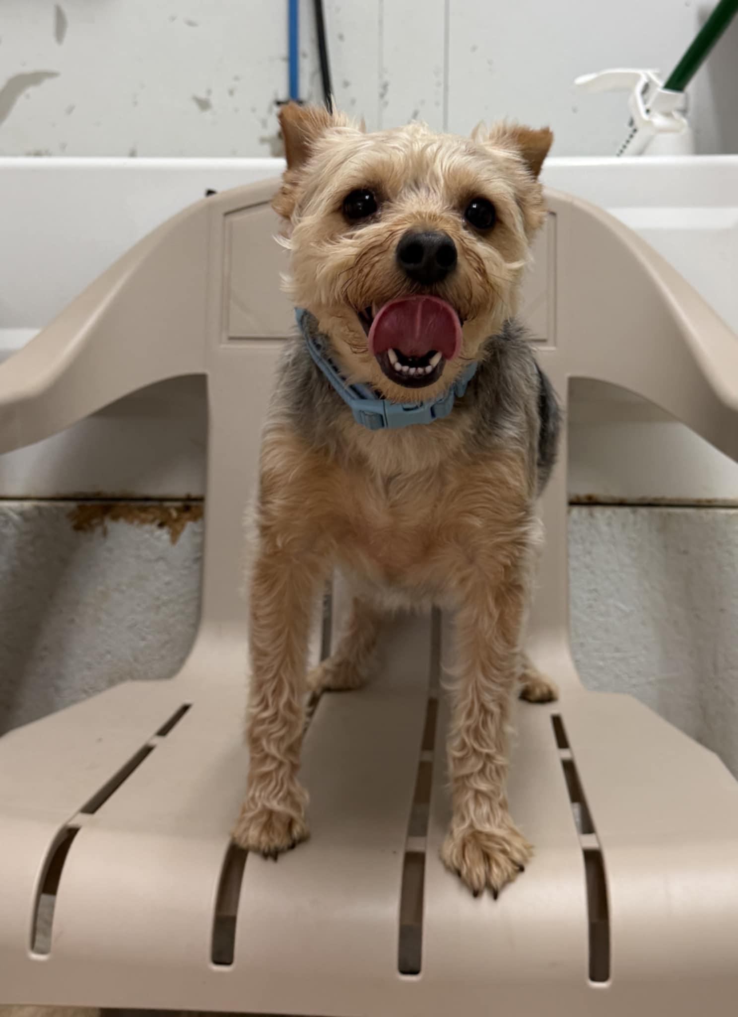 Enlarge Rhett (bonded with Scarlett), an adopted Yorkshire Terrier in Talbott, TN image 3/3