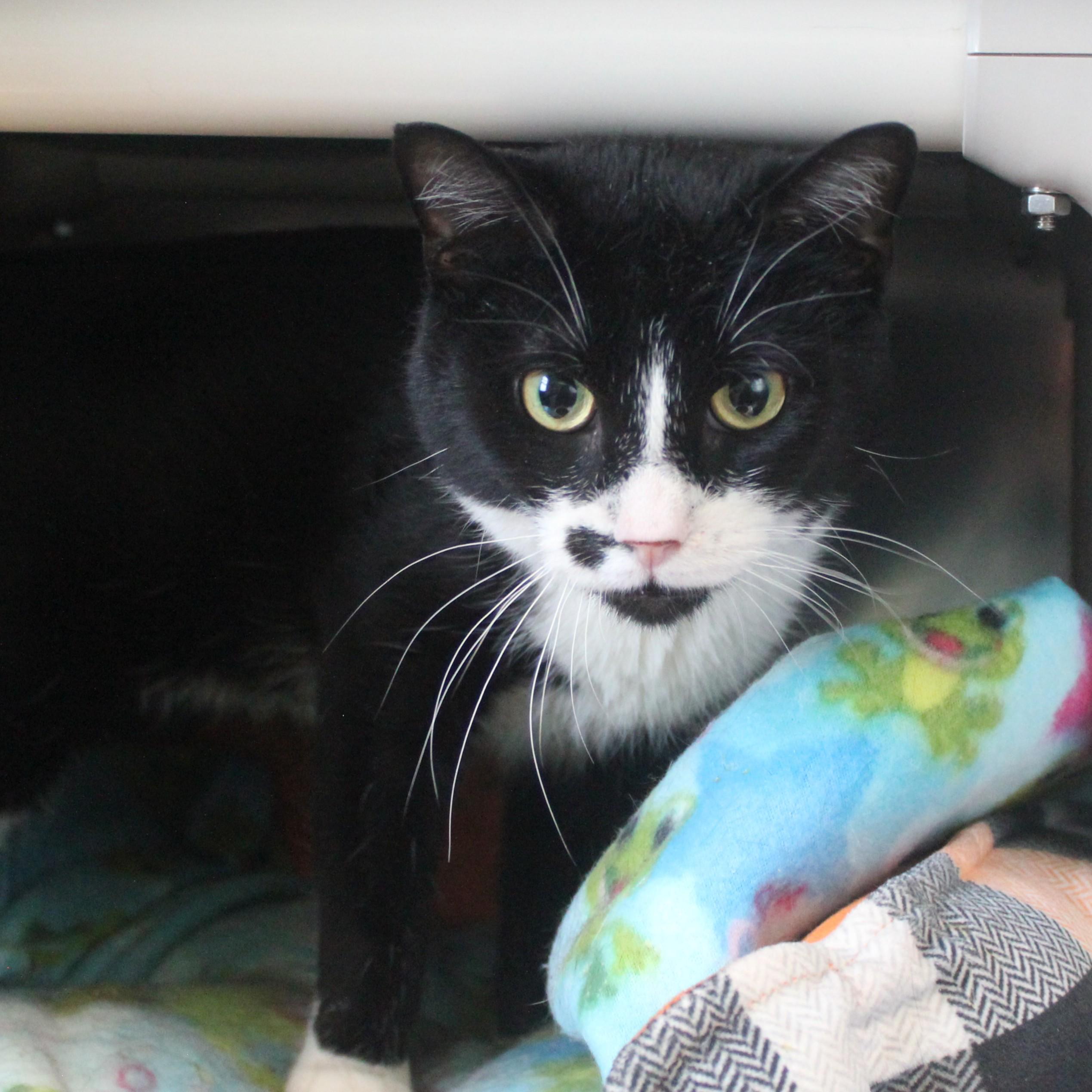Michael Jackson, adopted, Adult Male Domestic Short Hair.
