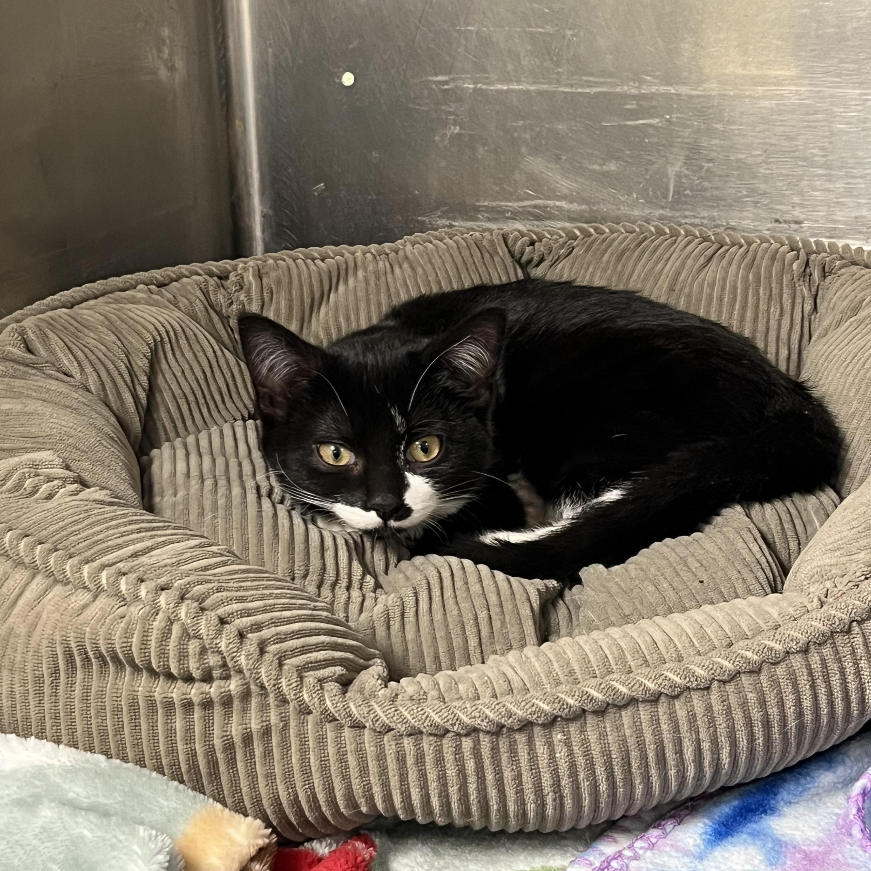 Villa, ADOPTABLE, Young Female Tabby.