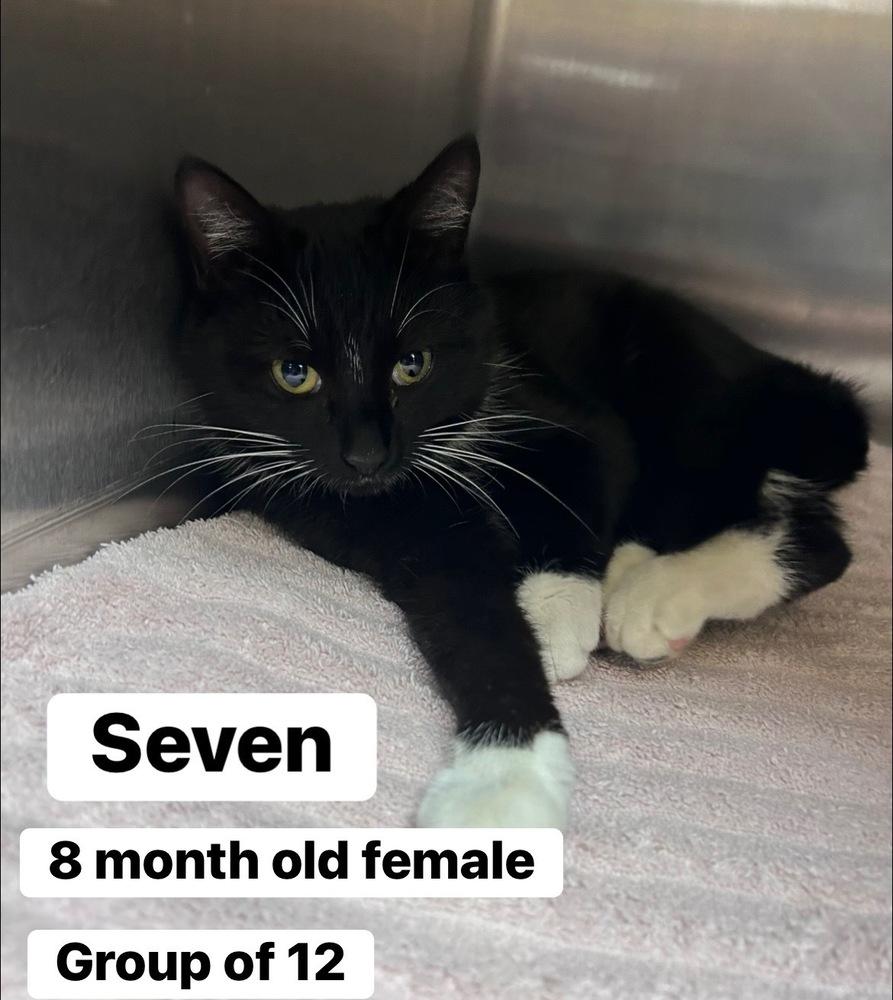 Enlarge Seven, a Adoptable mixed breed in Vienna , VA image 1/1