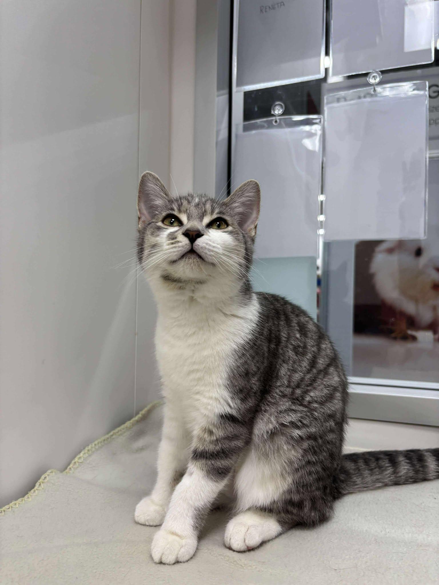 Enlarge Anchovy, a Adopted Domestic Medium Hair in Smiths falls, ON image 4/4