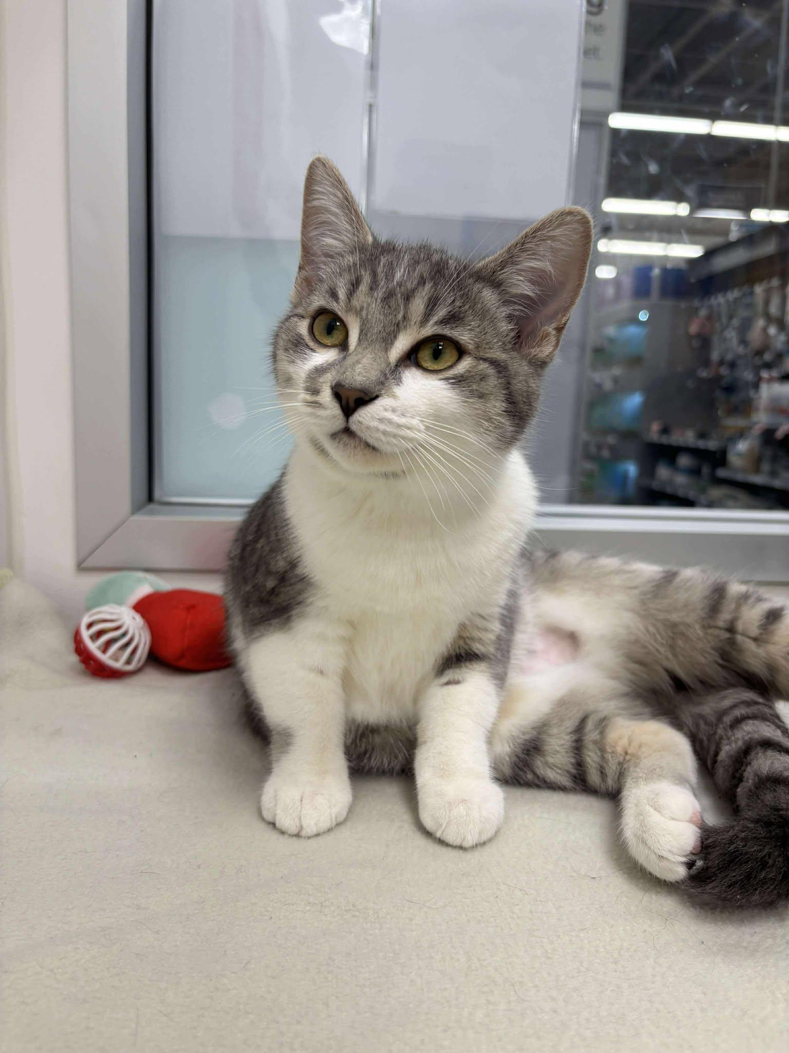 Enlarge Anchovy, a Adopted Domestic Medium Hair in Smiths falls, ON image 2/4