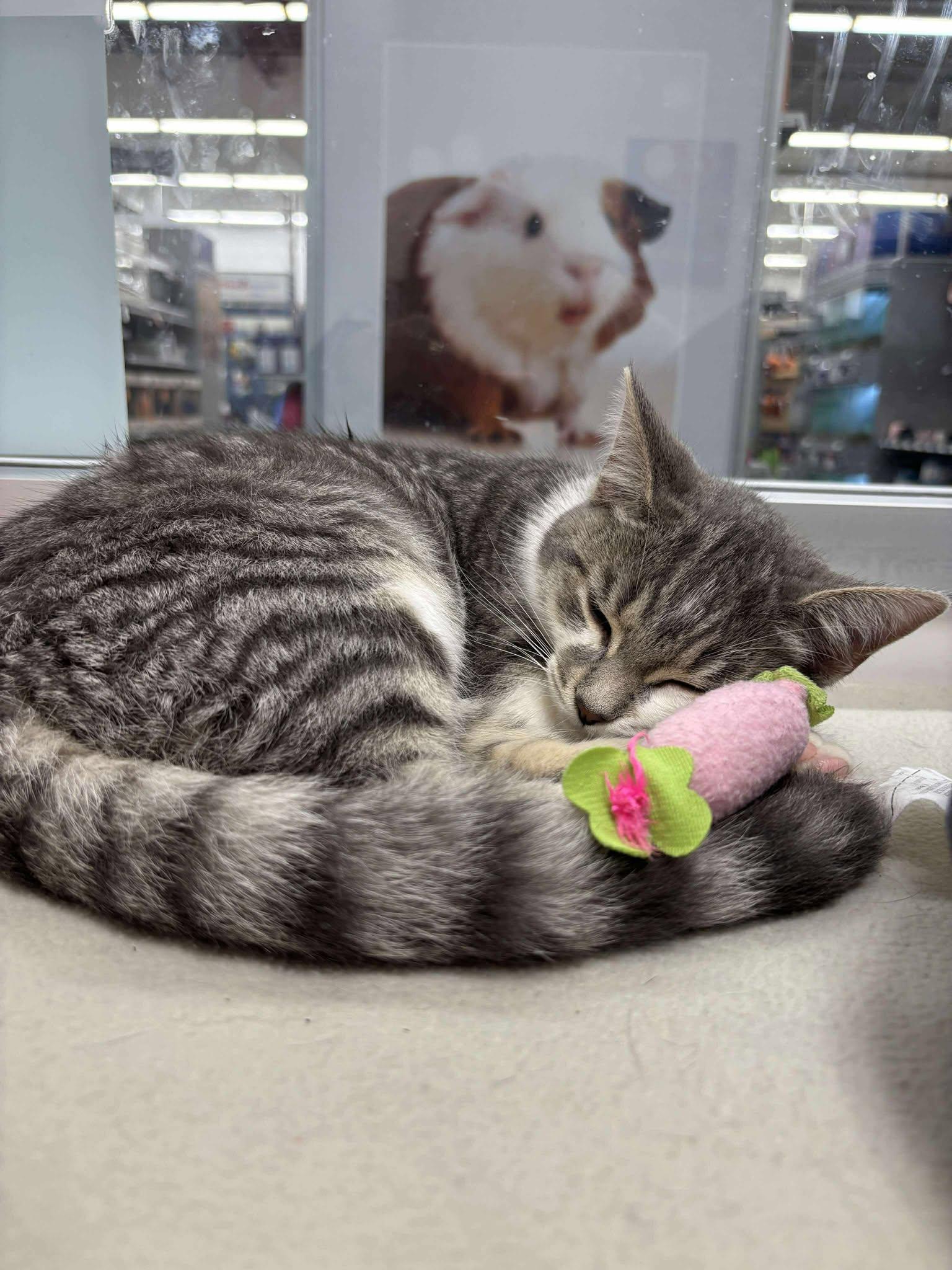 Enlarge Anchovy, a Adopted Domestic Medium Hair in Smiths falls, ON image 3/4