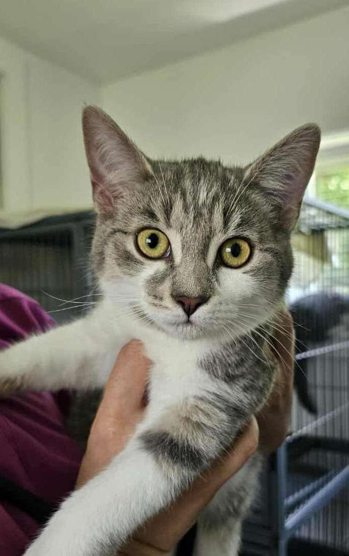 Enlarge Anchovy, a Adopted Domestic Medium Hair in Smiths falls, ON image 1/4