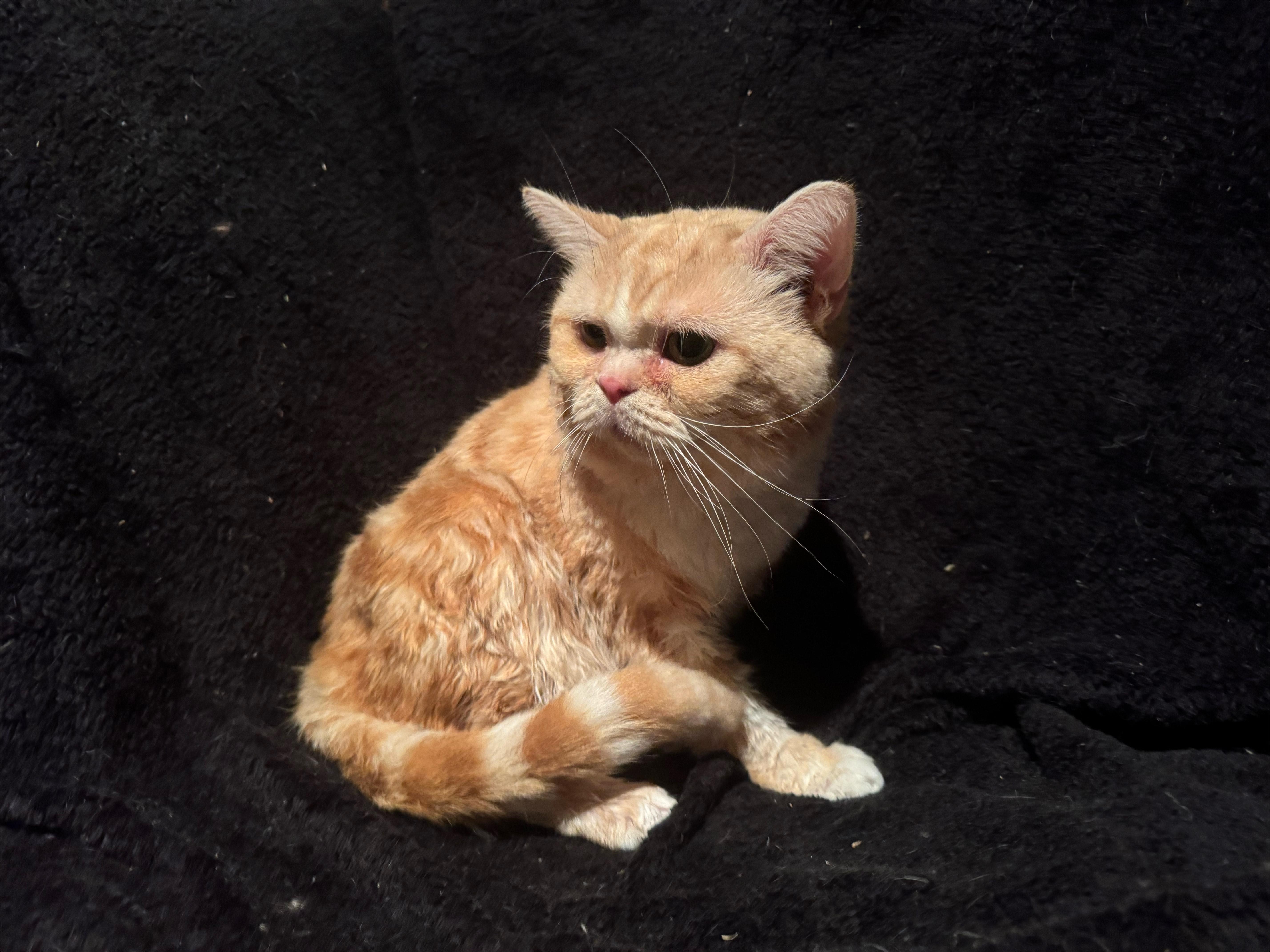 Creamsicle
