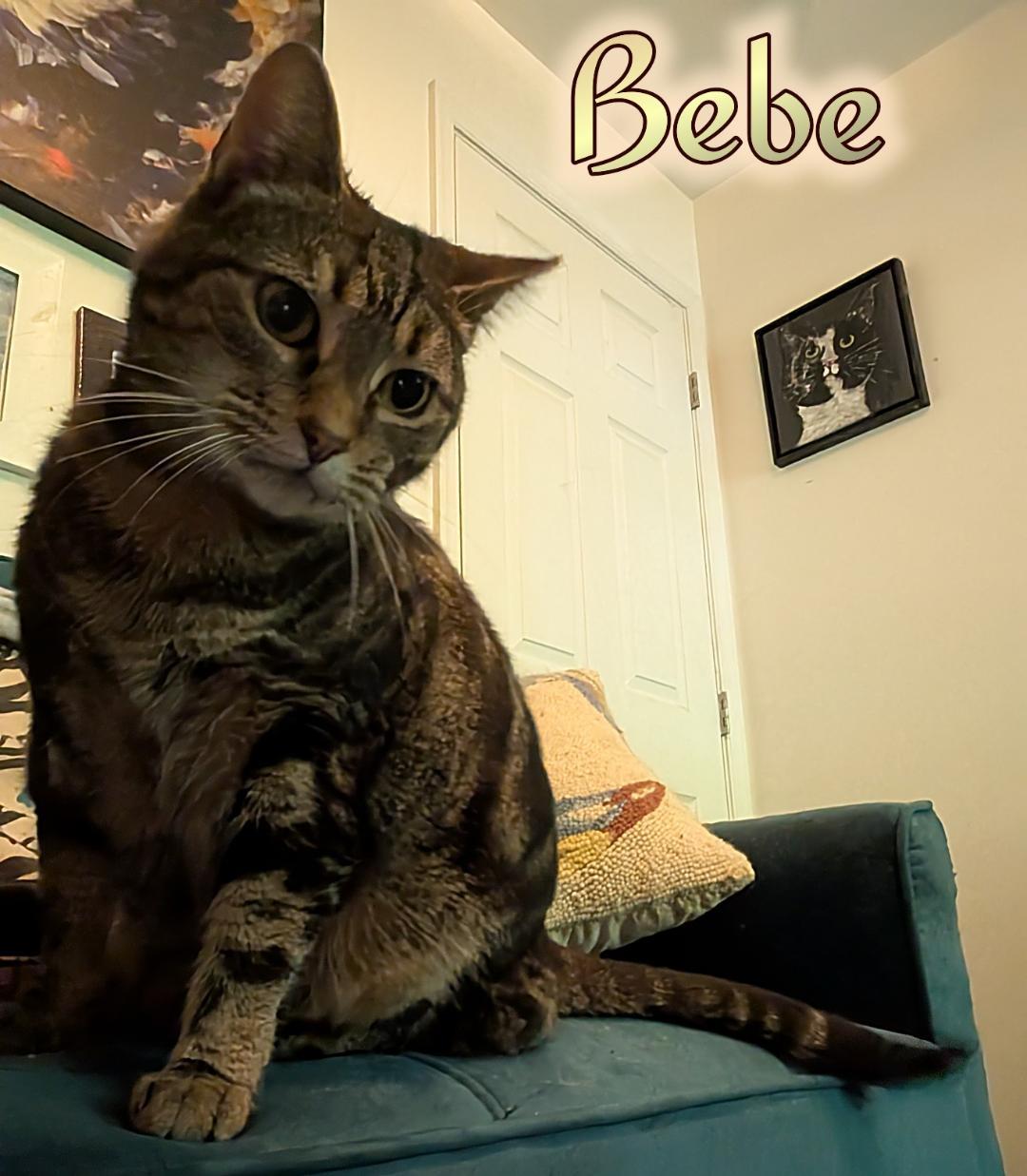 Bebe, a Adoptable Domestic Short Hair in Great Mills, MD image 1/2