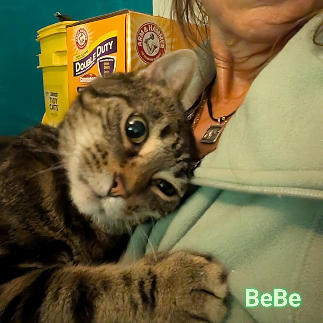 Bebe, a Adoptable Domestic Short Hair in Great Mills, MD image 2/2