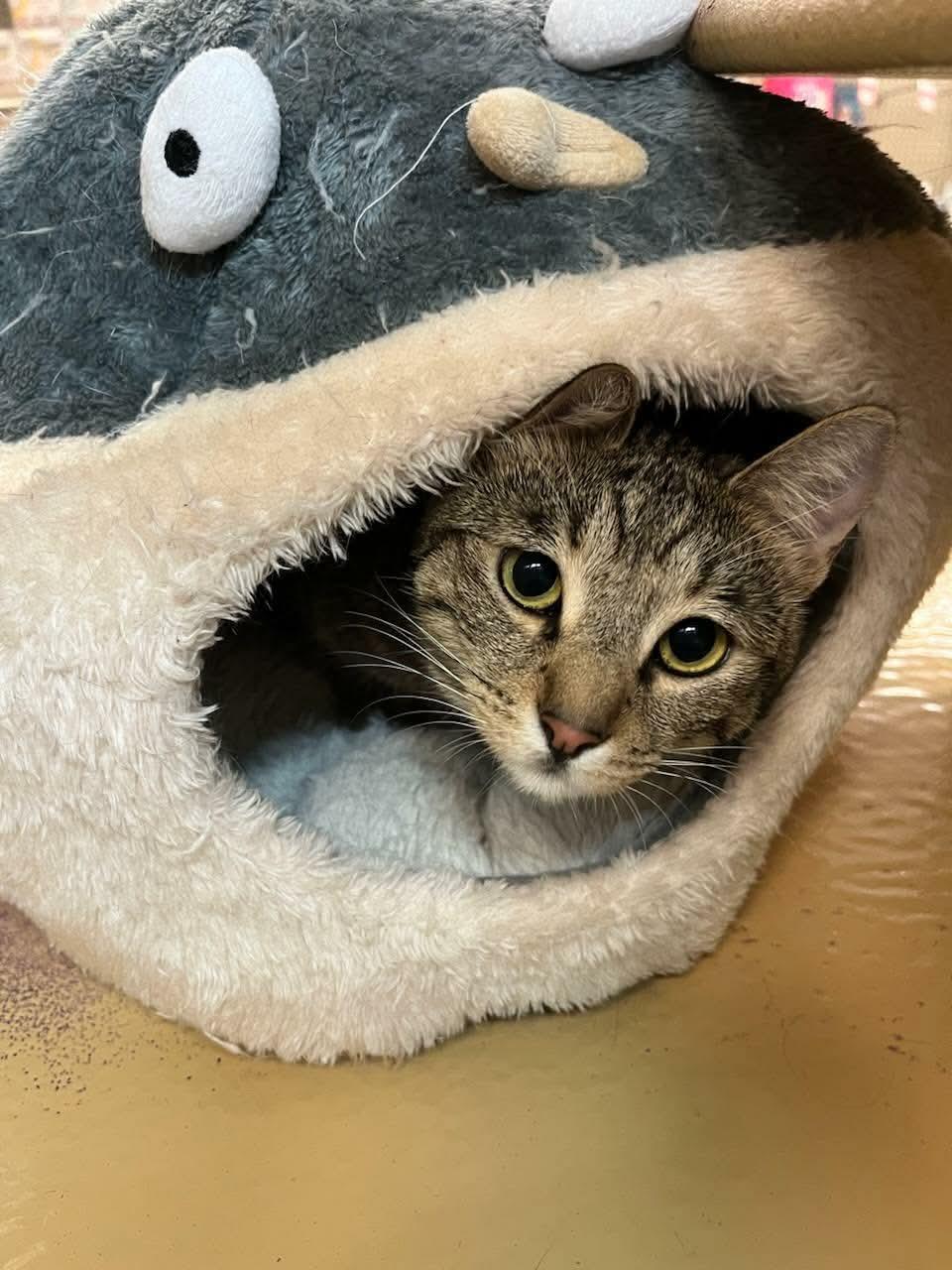 Gigi, a ADOPTABLE Domestic Short Hair in Gladstone, OR image 1/3
