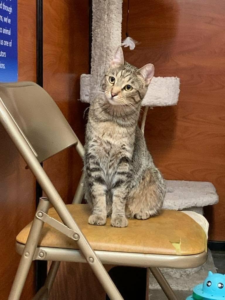 Gigi, a ADOPTABLE Domestic Short Hair in Gladstone, OR image 3/3