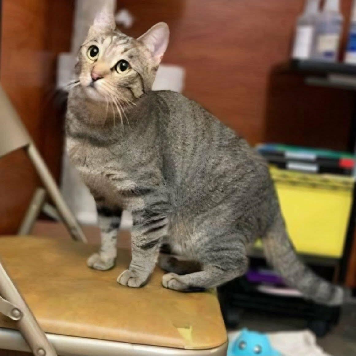 Gigi, a ADOPTABLE Domestic Short Hair in Gladstone, OR image 2/3