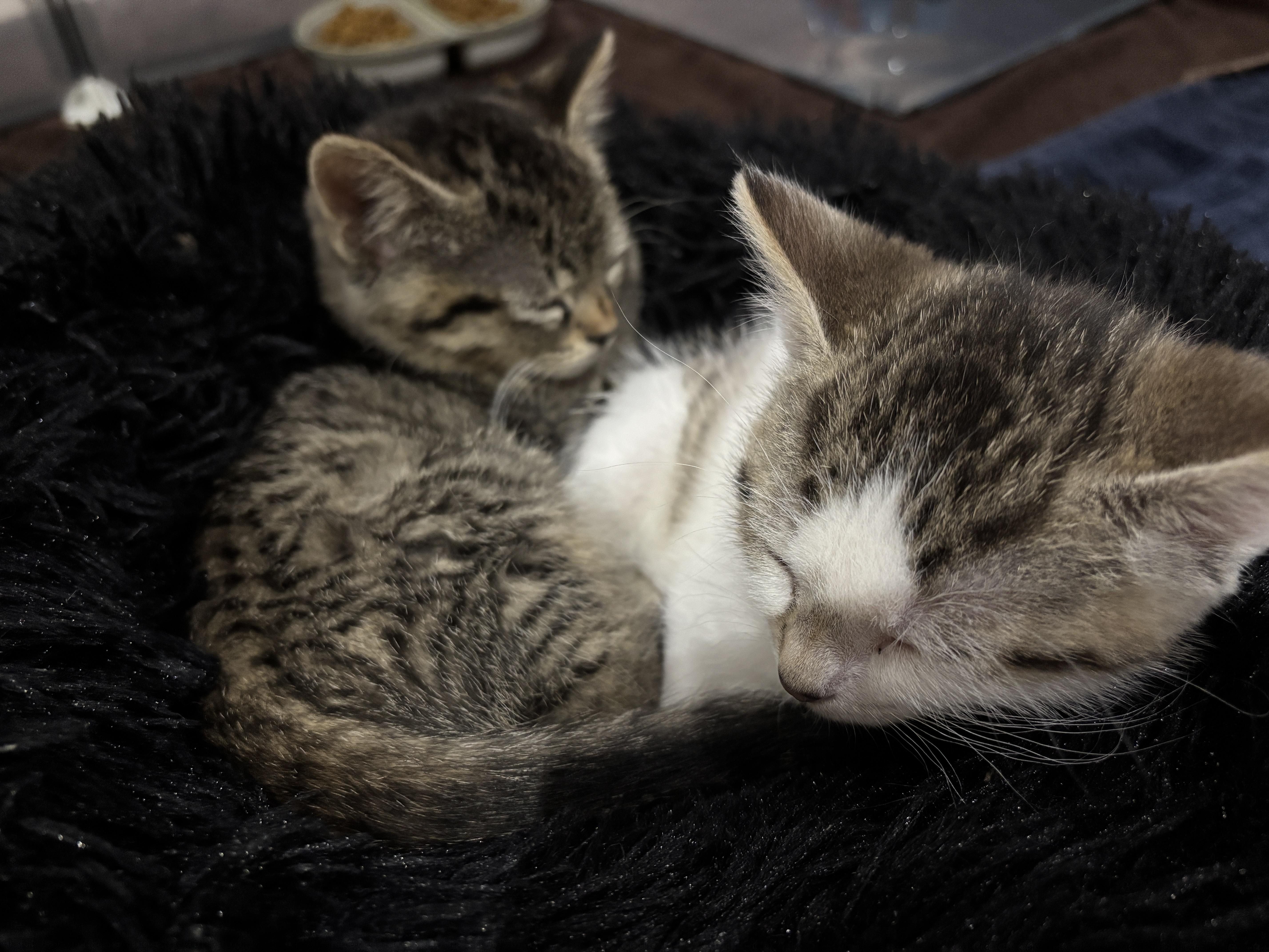 Lilac (bonded with Alfalfa) photo 2