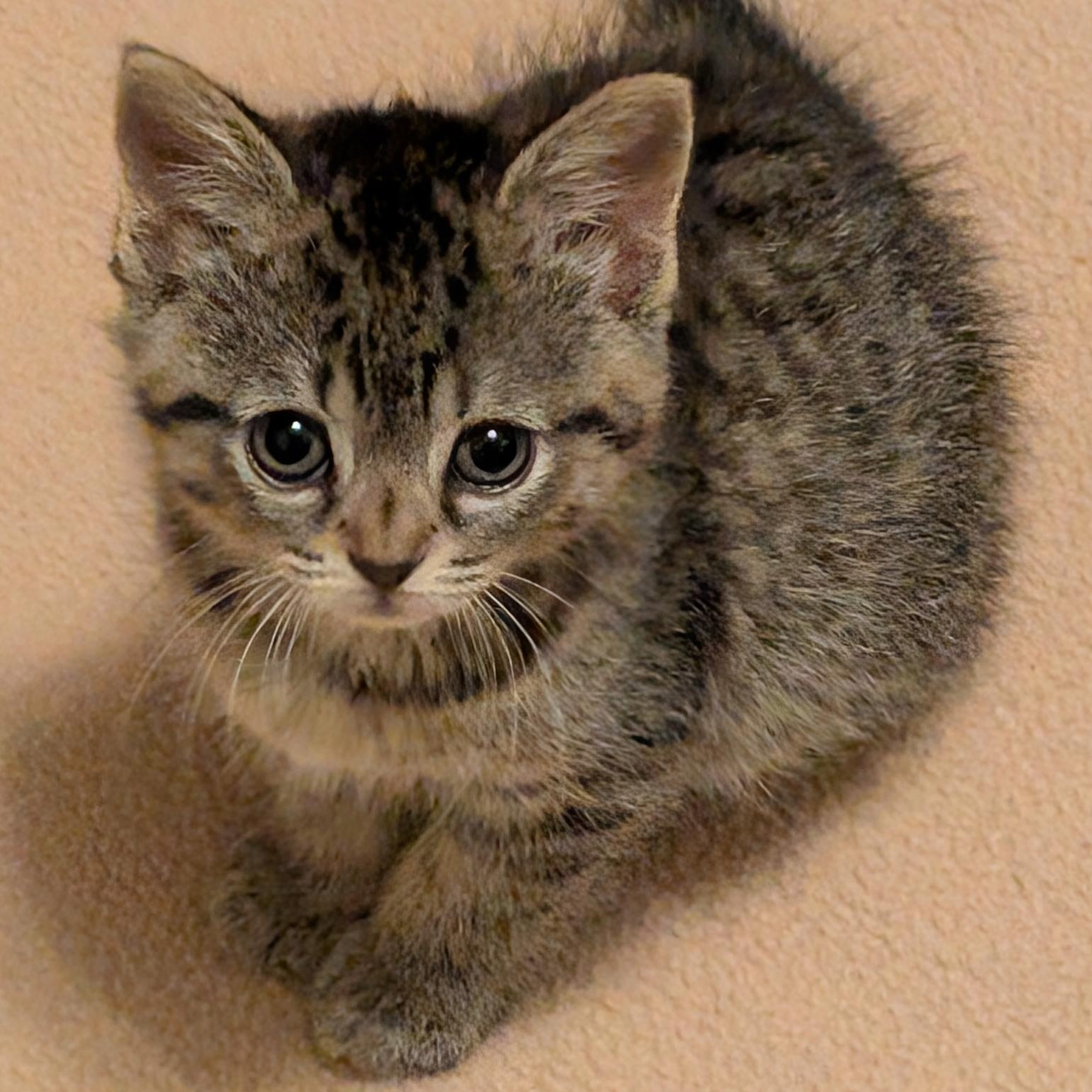 Lilac (bonded with Alfalfa) photo 3