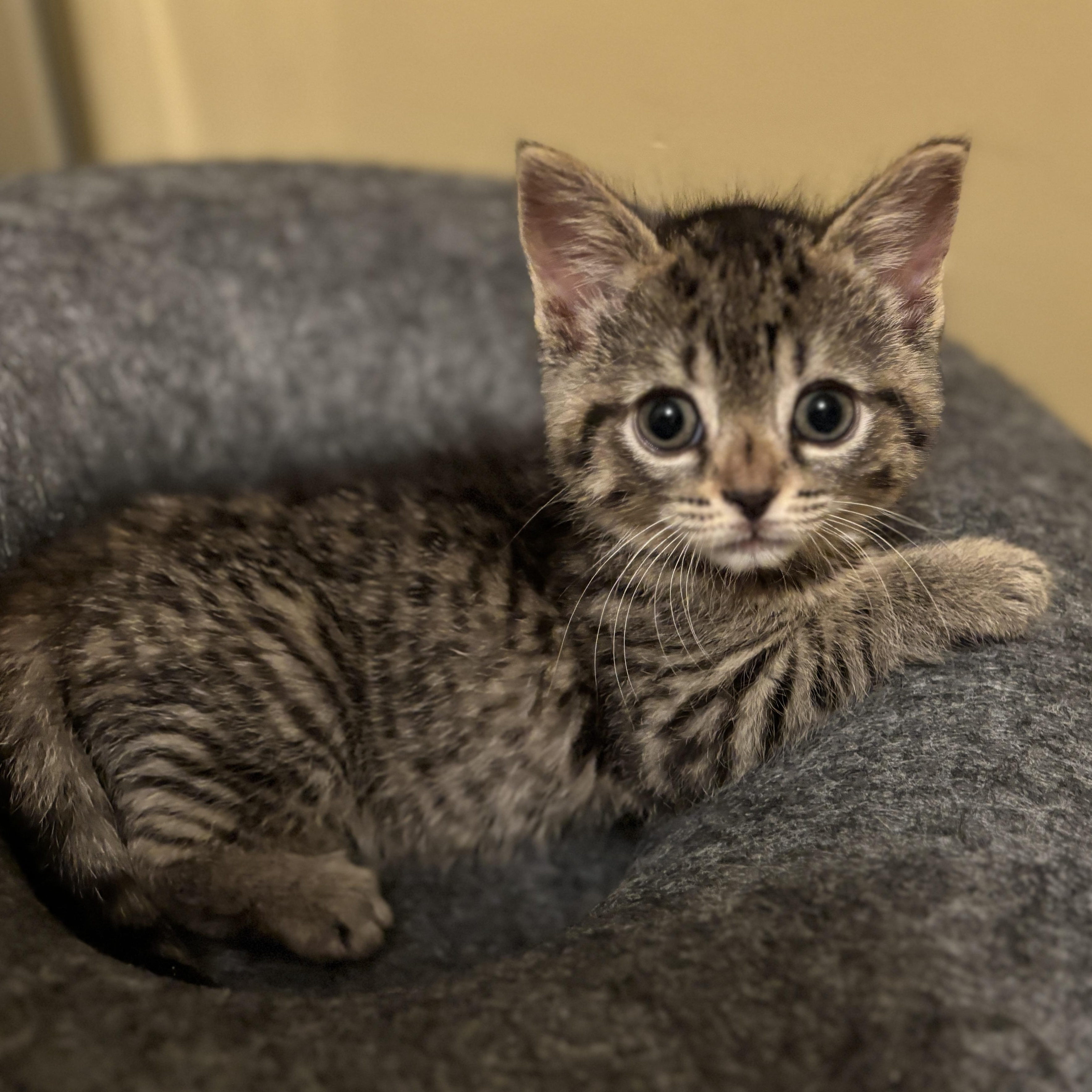 Lilac (bonded with Alfalfa)
