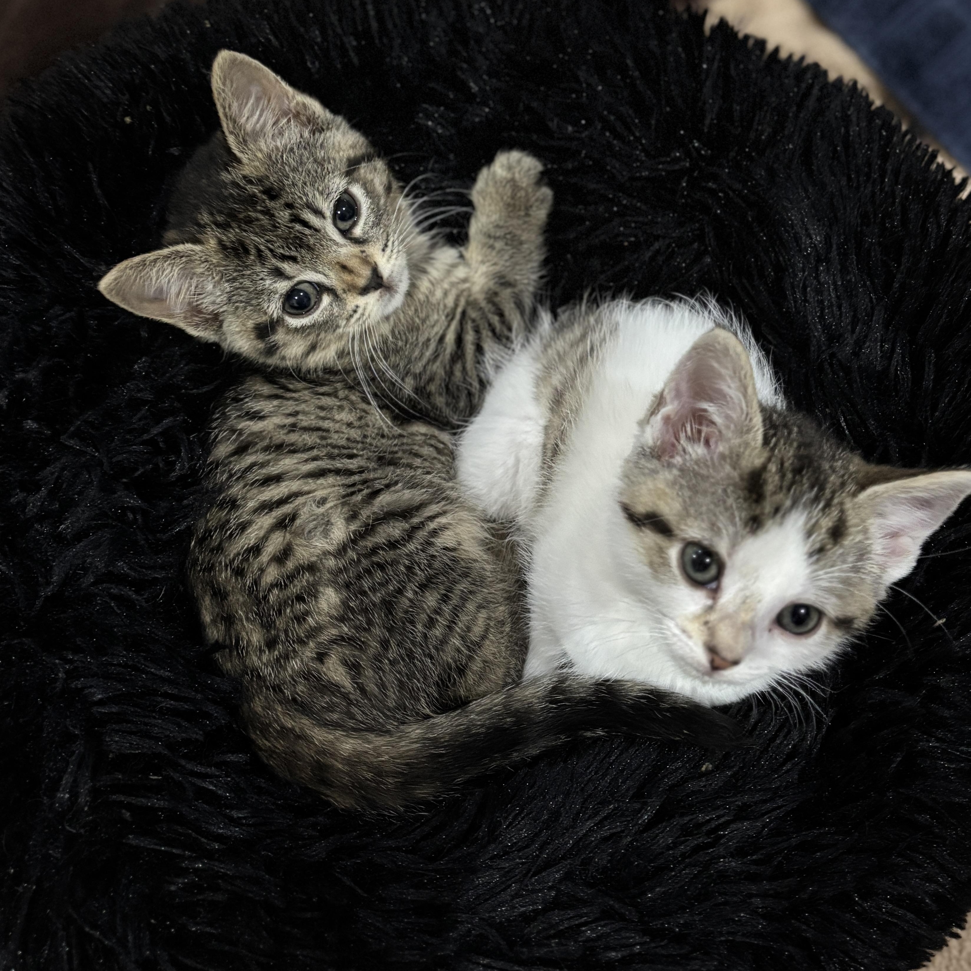 Lilac (bonded with Alfalfa) photo 5
