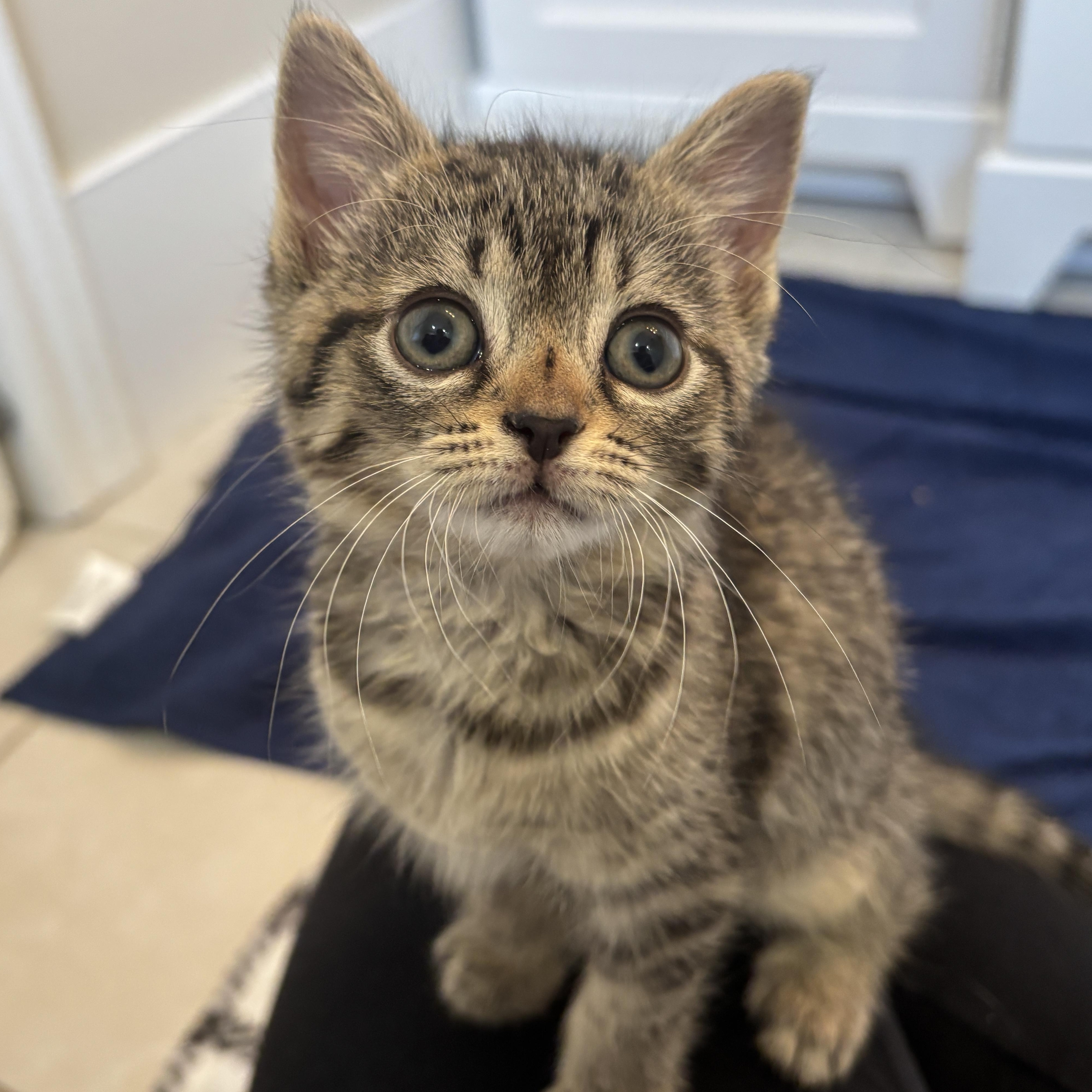Lilac, Baby Female unknown