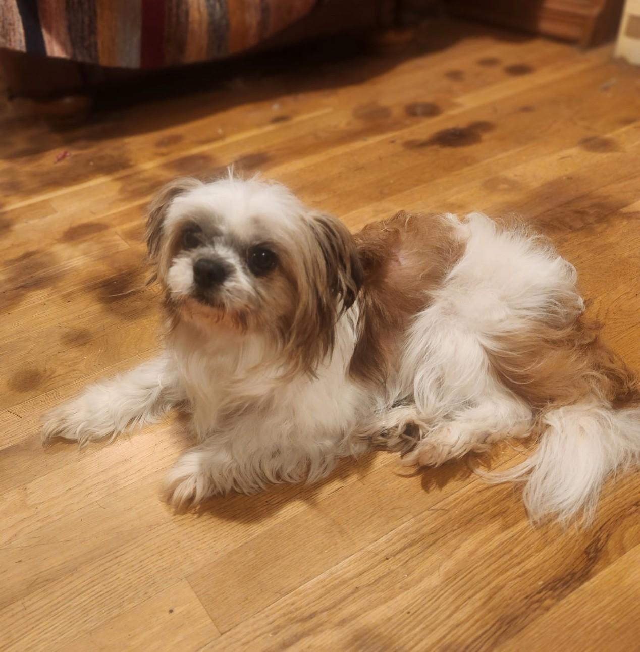 Watson--ADOPTED !!, an adopted Shih Tzu in Puyallup, WA image 1/4