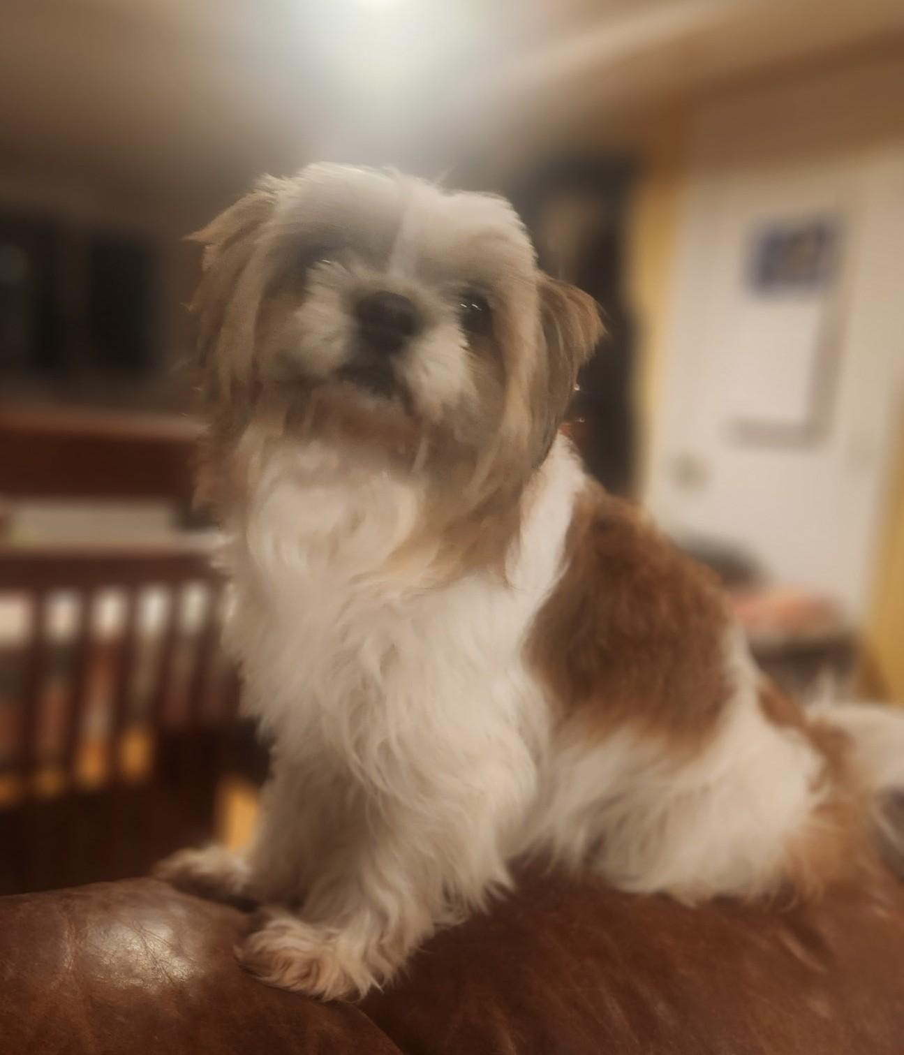 Watson--ADOPTED !!, an adopted Shih Tzu in Puyallup, WA image 2/4