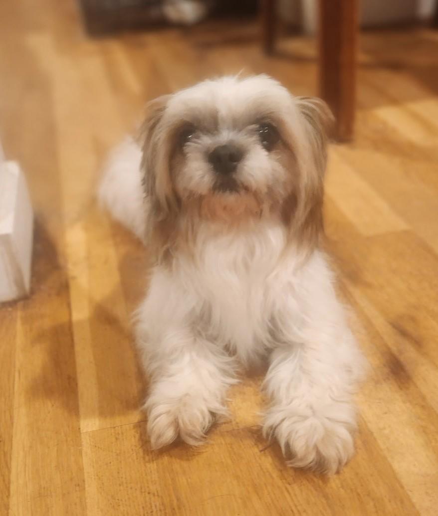 Watson--ADOPTED !!, an adopted Shih Tzu in Puyallup, WA image 3/4