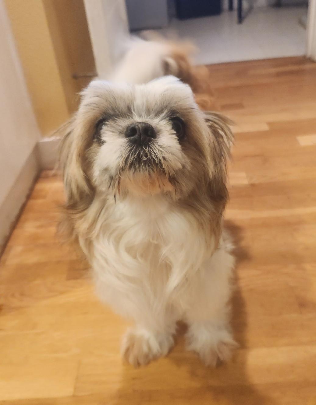 Watson--ADOPTED !!, an adopted Shih Tzu in Puyallup, WA image 4/4