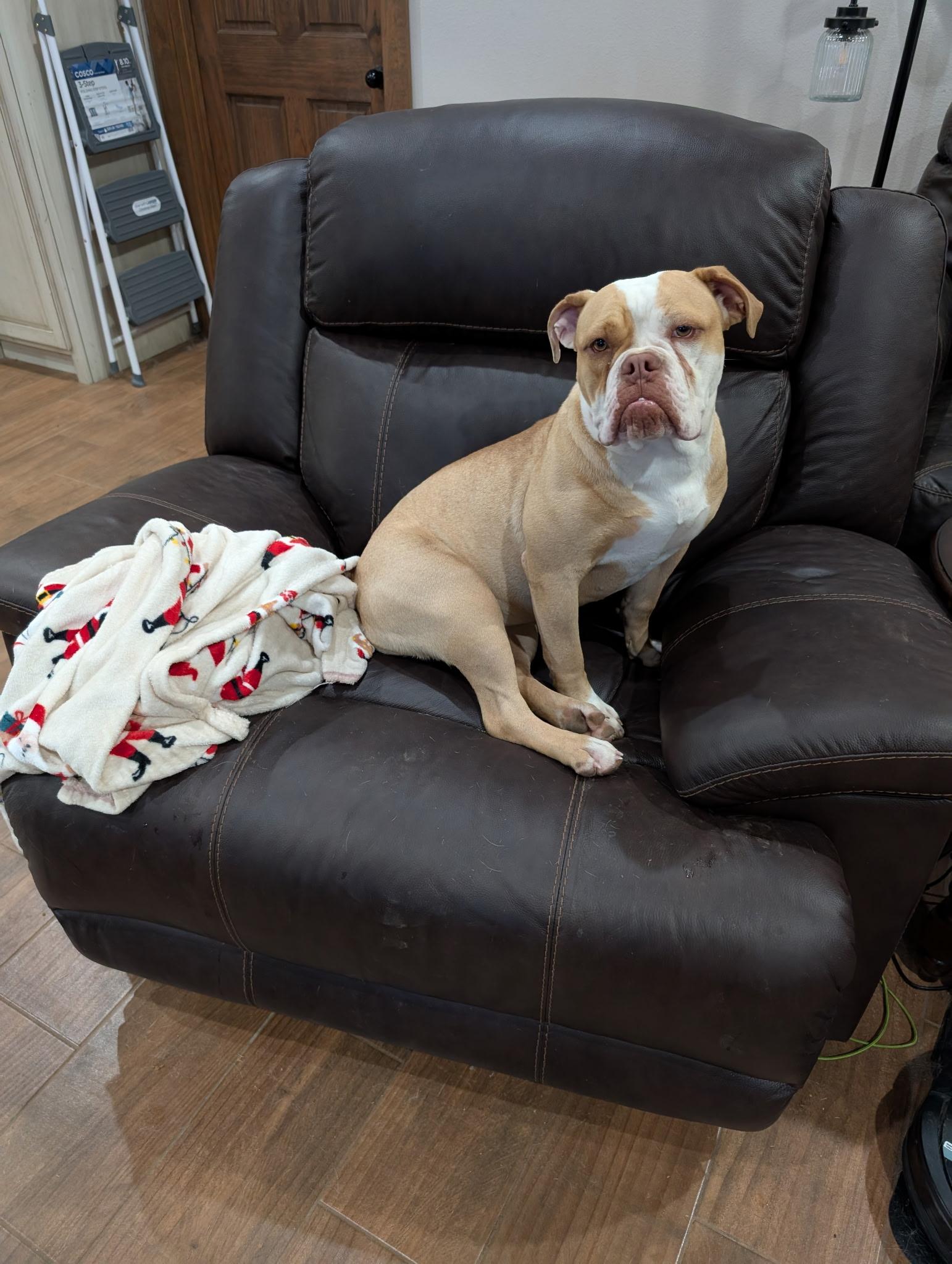 JO JO, Adoptable, Young Female English Bulldog.