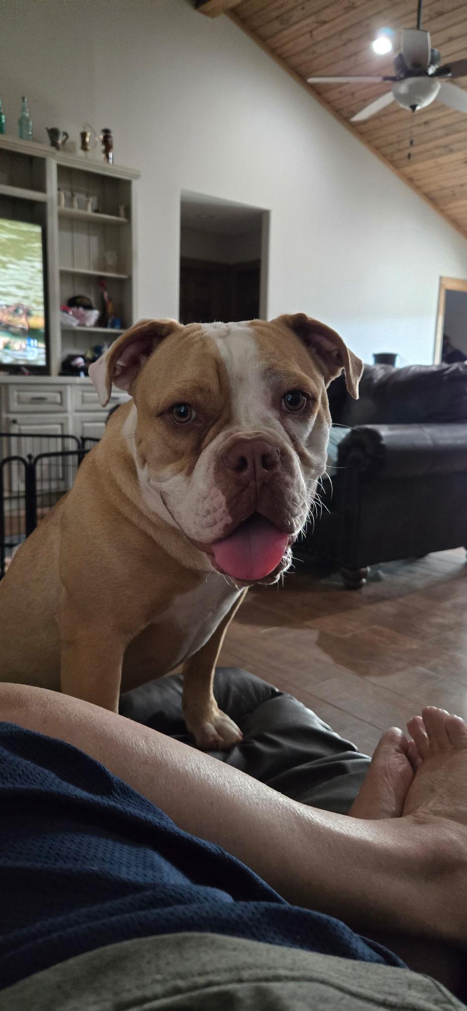 Enlarge JO JO, a Adoptable English Bulldog in Chicopee, MA image 2/3