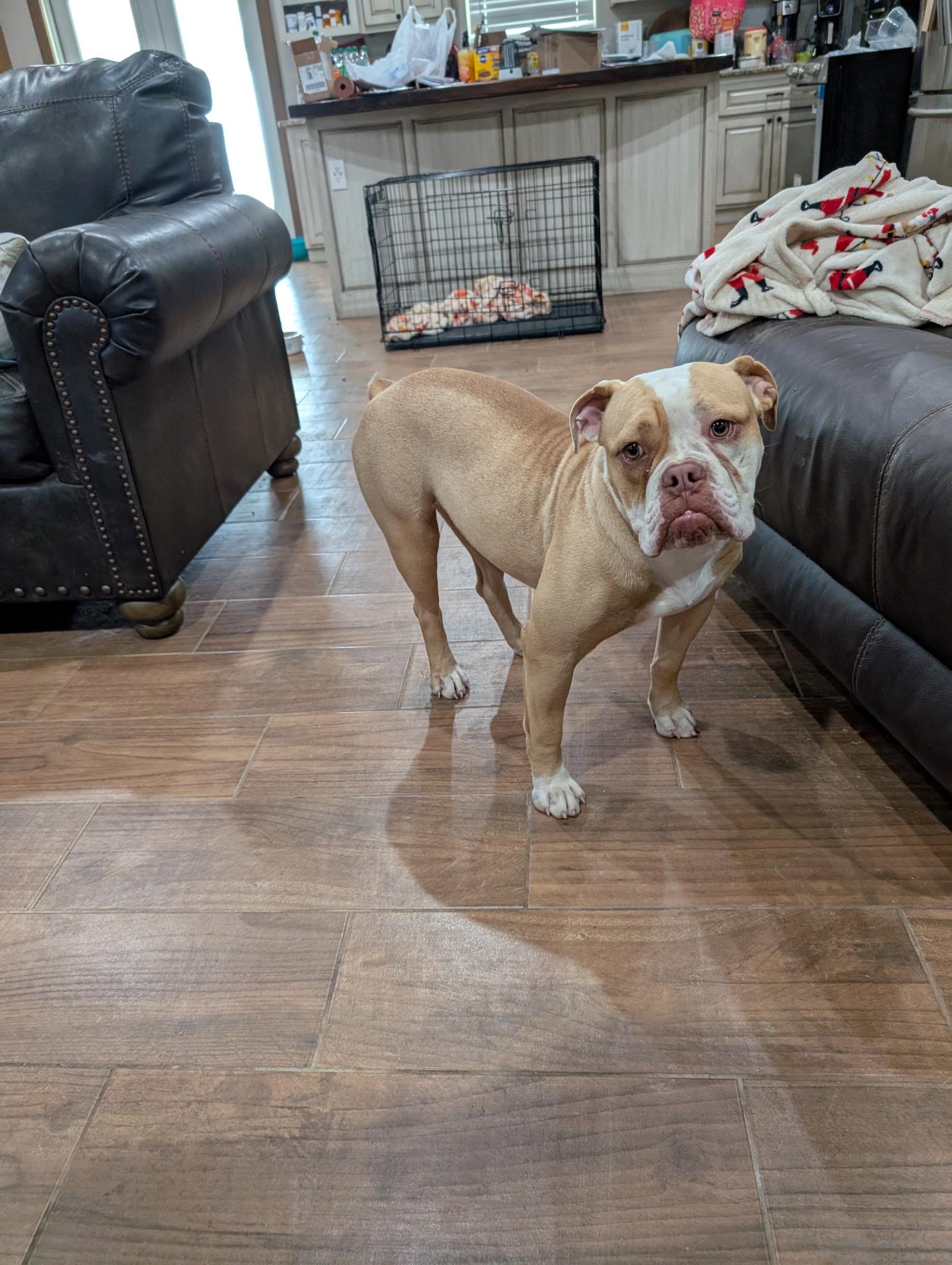 Enlarge JO JO, a Adoptable English Bulldog in Chicopee, MA image 3/3