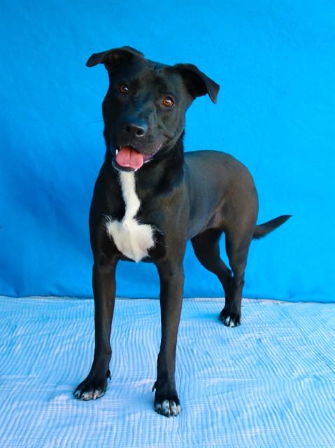 Enlarge GAMORA, a Adoptable mixed breed in Baldwin Park, CA image 1/1