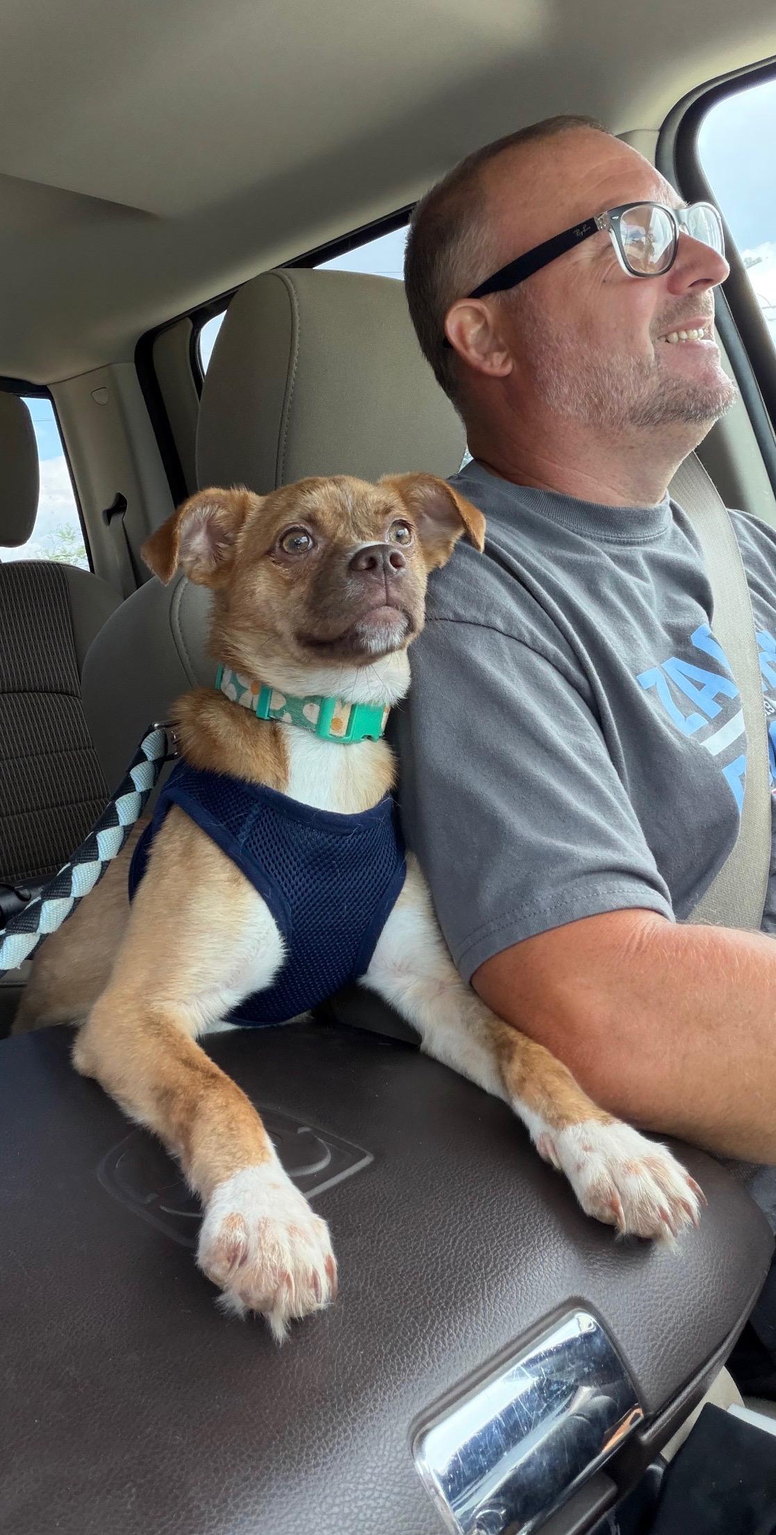 Journey, a Adoptable mixed breed in Baton Rouge, LA image 2/4