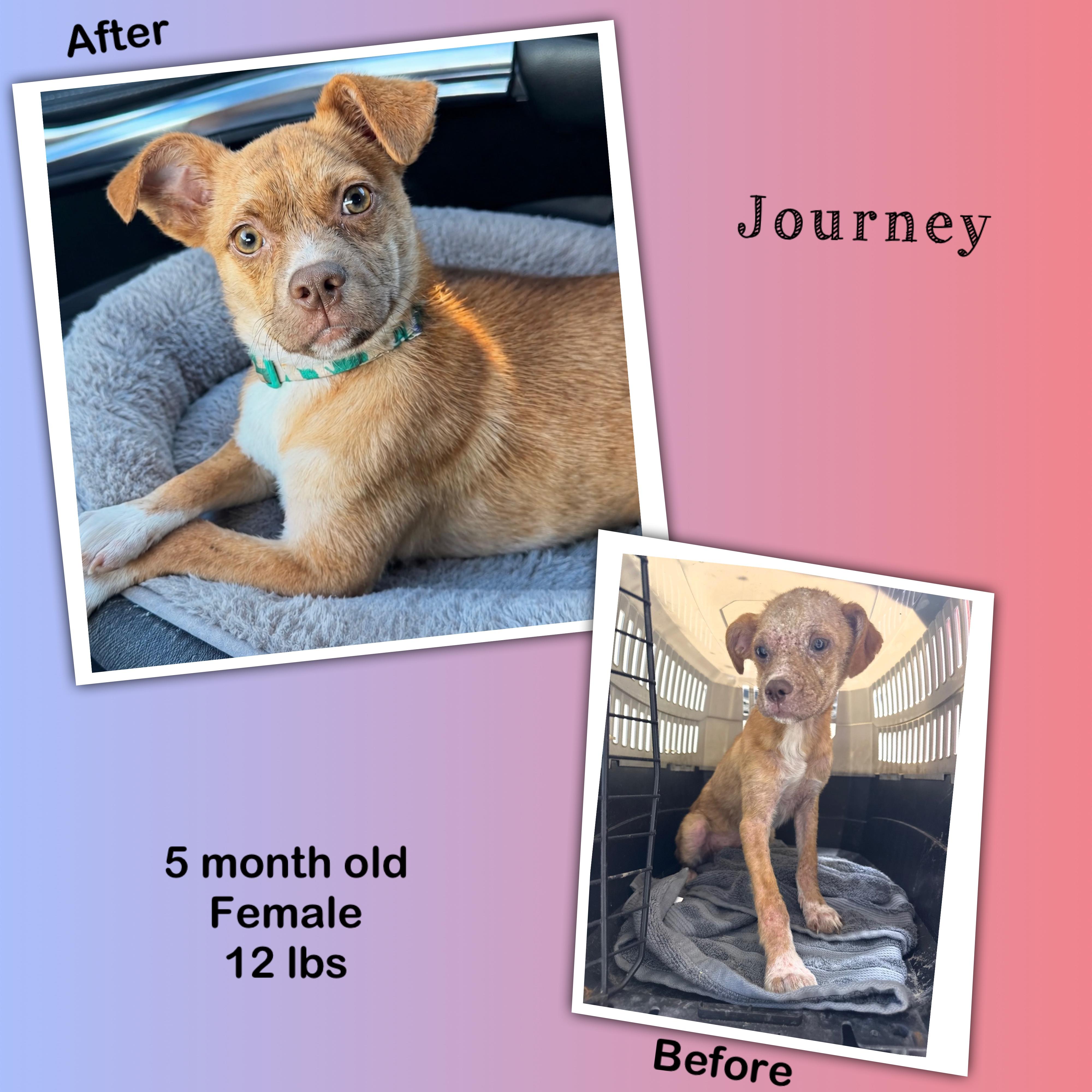 Journey, a Adoptable mixed breed in Baton Rouge, LA image 1/4