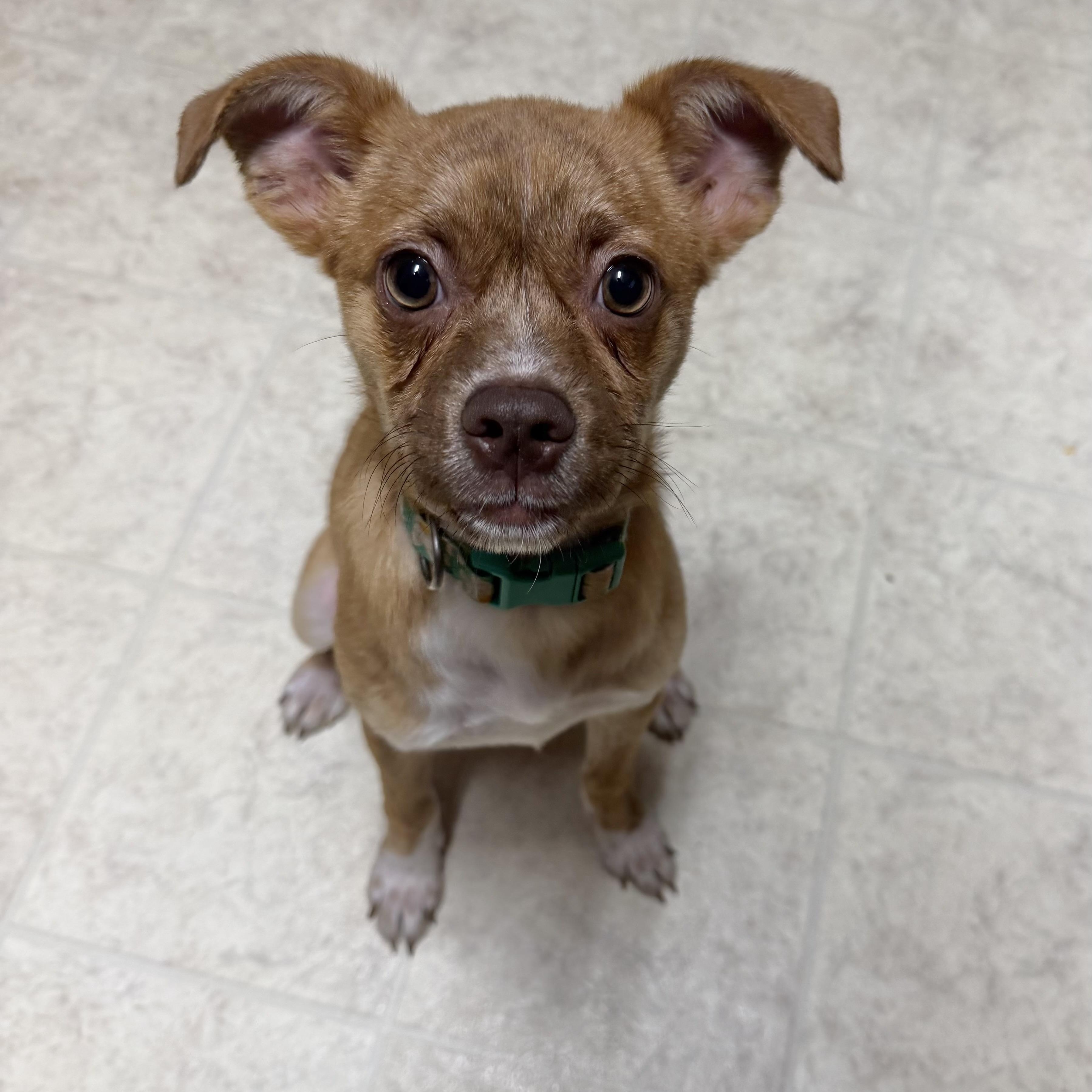 Journey, a Adoptable mixed breed in Baton Rouge, LA image 3/4