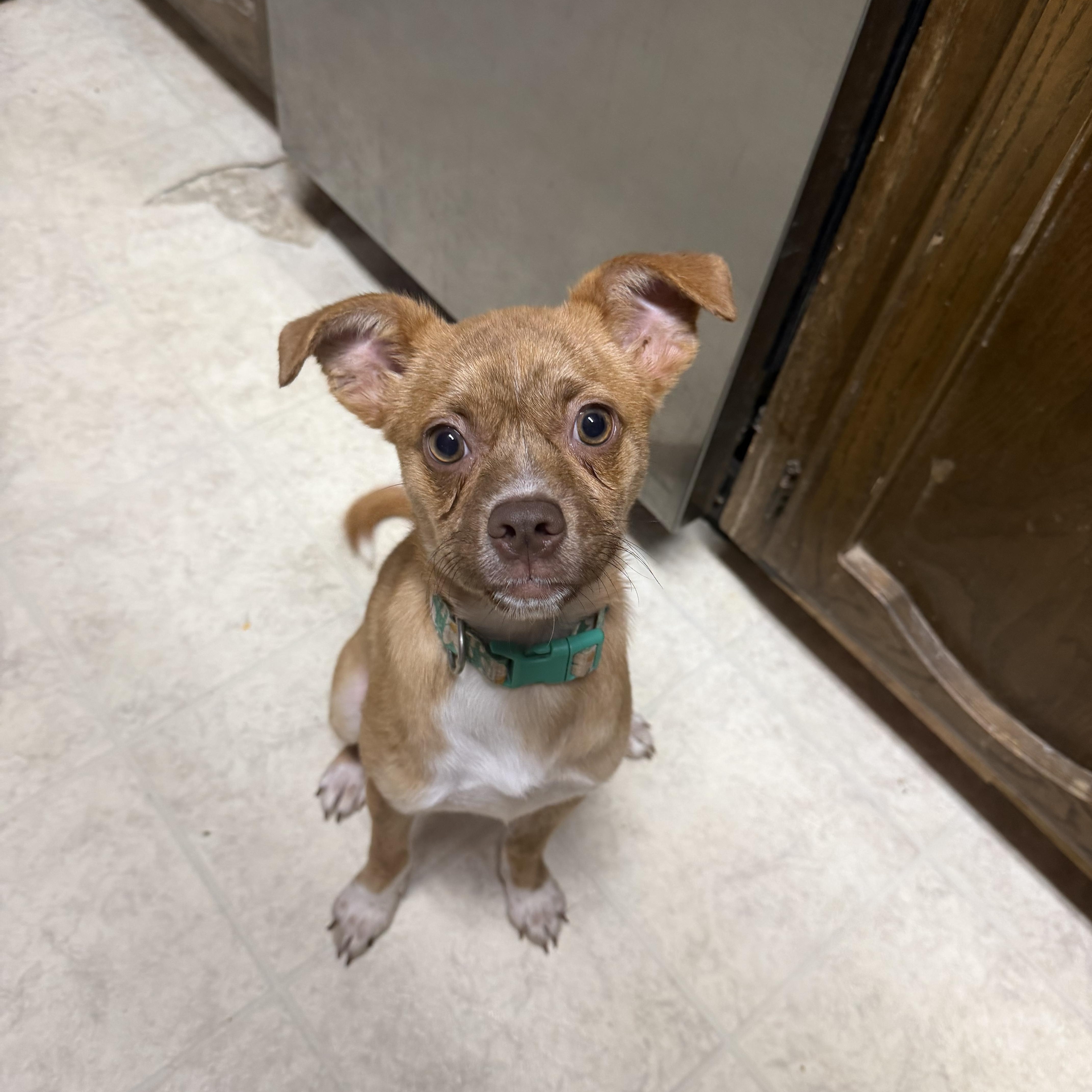Journey, a Adoptable mixed breed in Baton Rouge, LA image 4/4