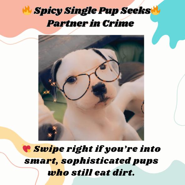 Valentine, Adopted, Puppy Male Mixed Breed.