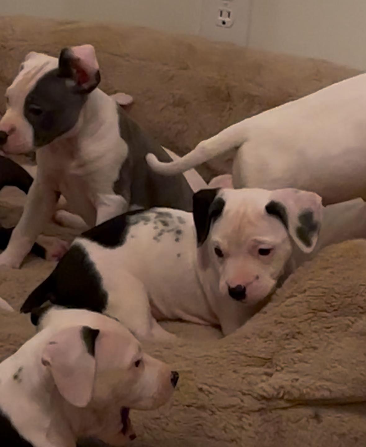 Enlarge Valentine, a Adopted Mixed Breed in Catawba, NC image 5/6