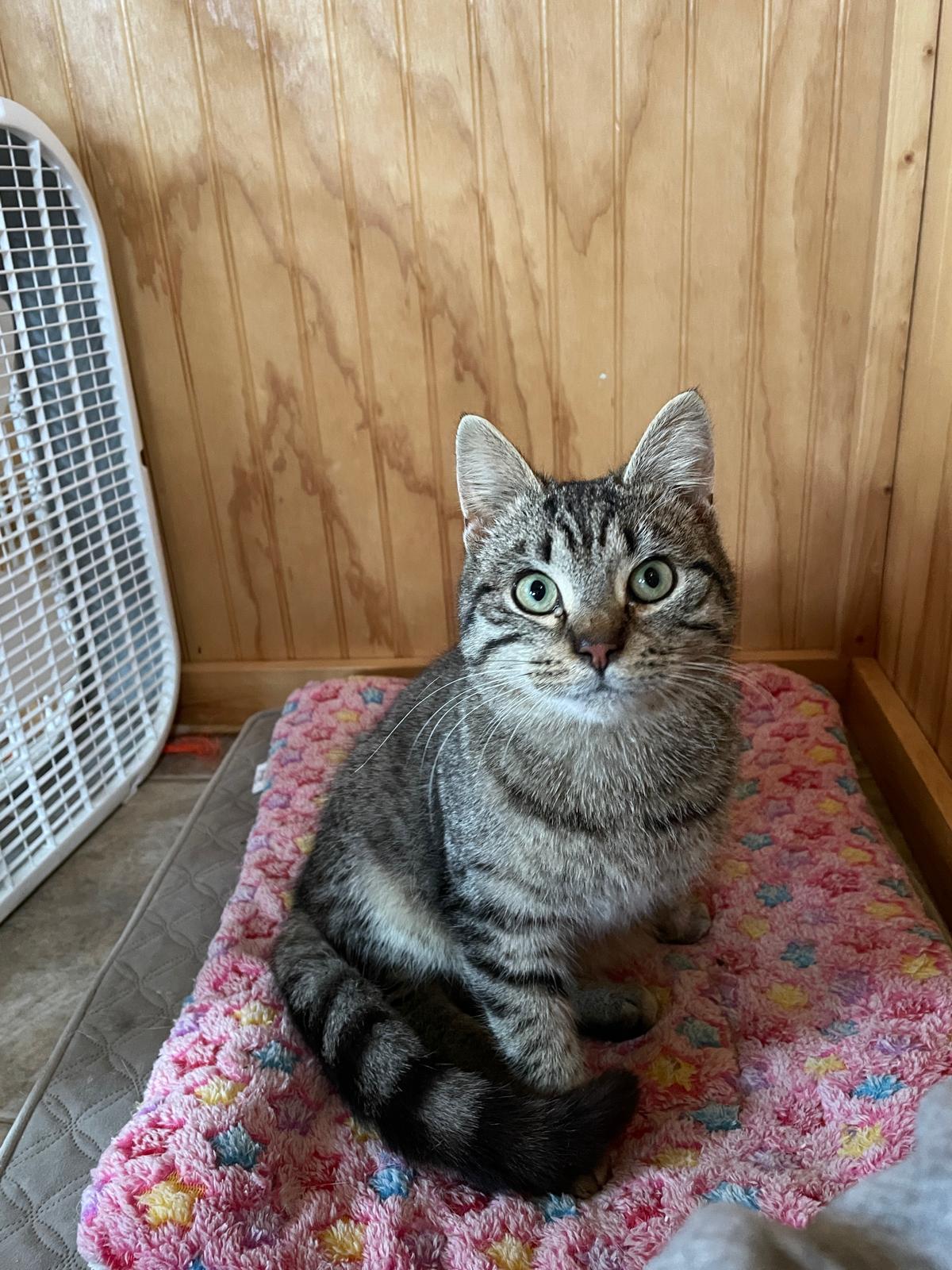 Enlarge Jules, a ADOPTABLE Domestic Short Hair in Leesburg, VA image 2/4