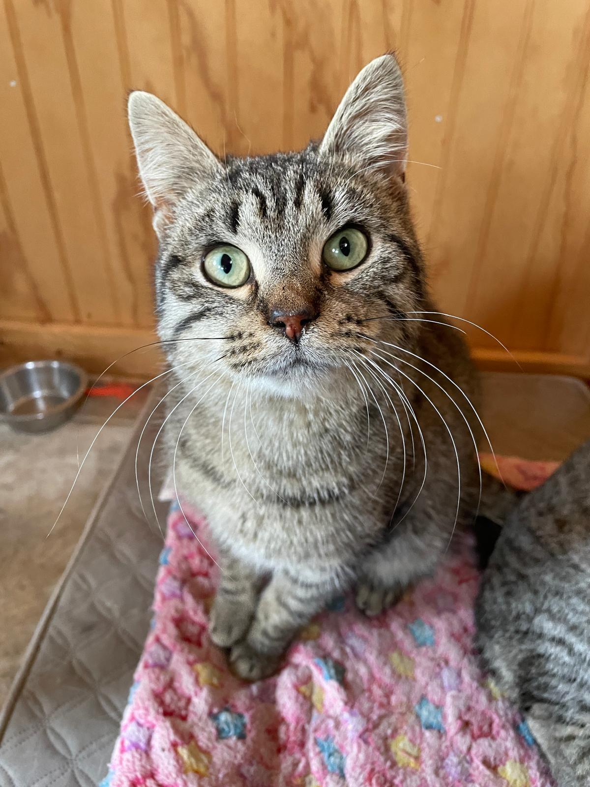 Enlarge Jules, a ADOPTABLE Domestic Short Hair in Leesburg, VA image 3/4