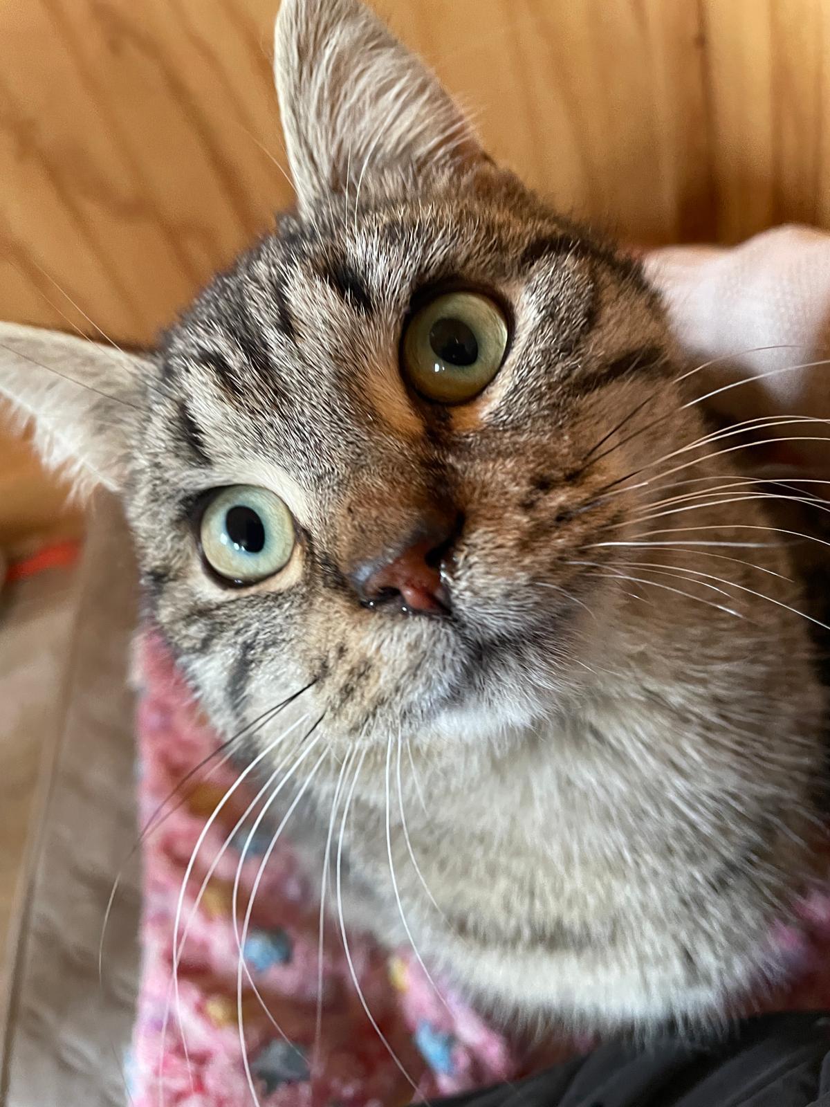 Enlarge Jules, a ADOPTABLE Domestic Short Hair in Leesburg, VA image 1/4