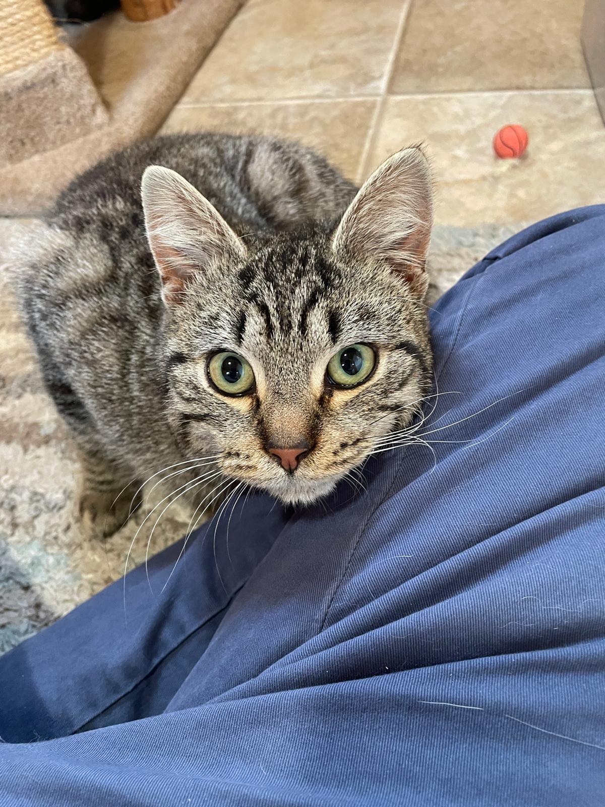 Enlarge Jules, a ADOPTABLE Domestic Short Hair in Leesburg, VA image 4/4