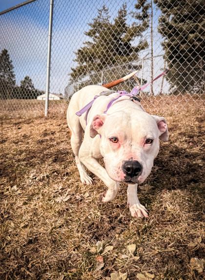 Khaleesi, a ADOPTABLE Mixed Breed in Missoula, MT image 2/2